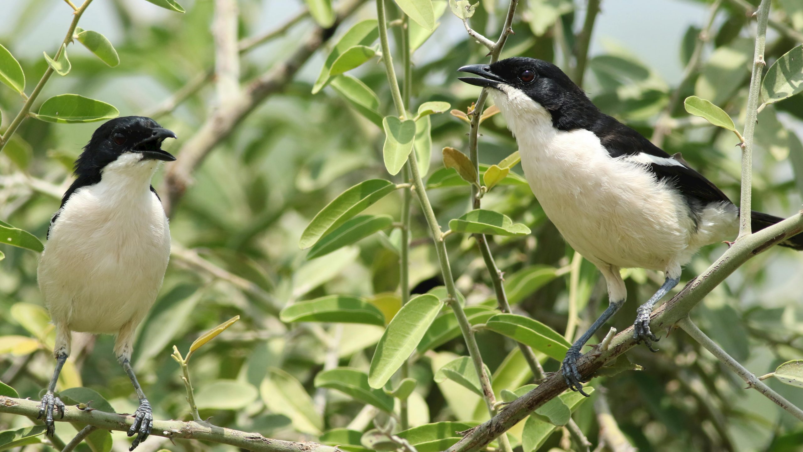 12 Days Birding and Cultural Uganda Rwanda Experience