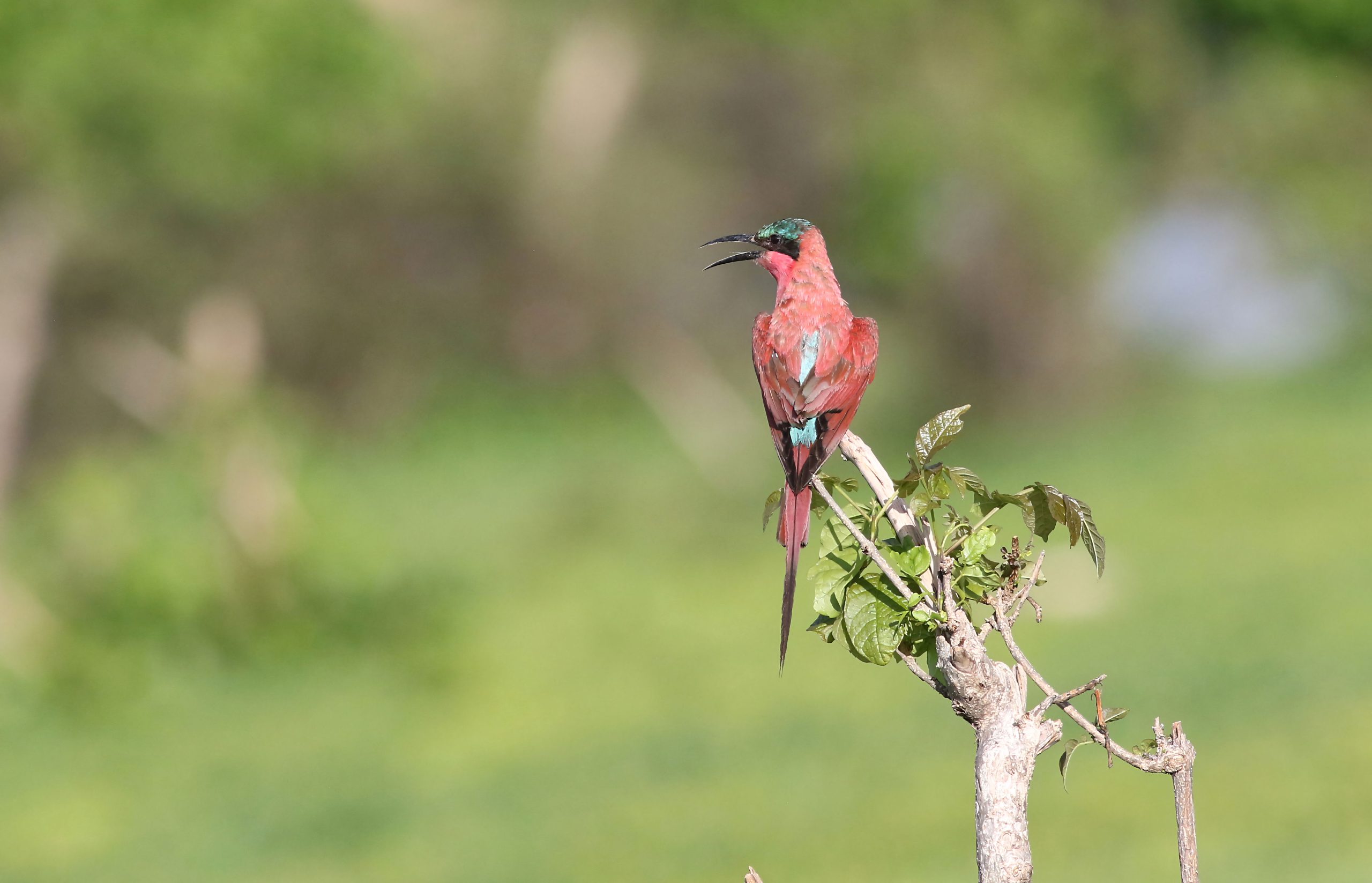 8 Days Birding Rwanda Safari