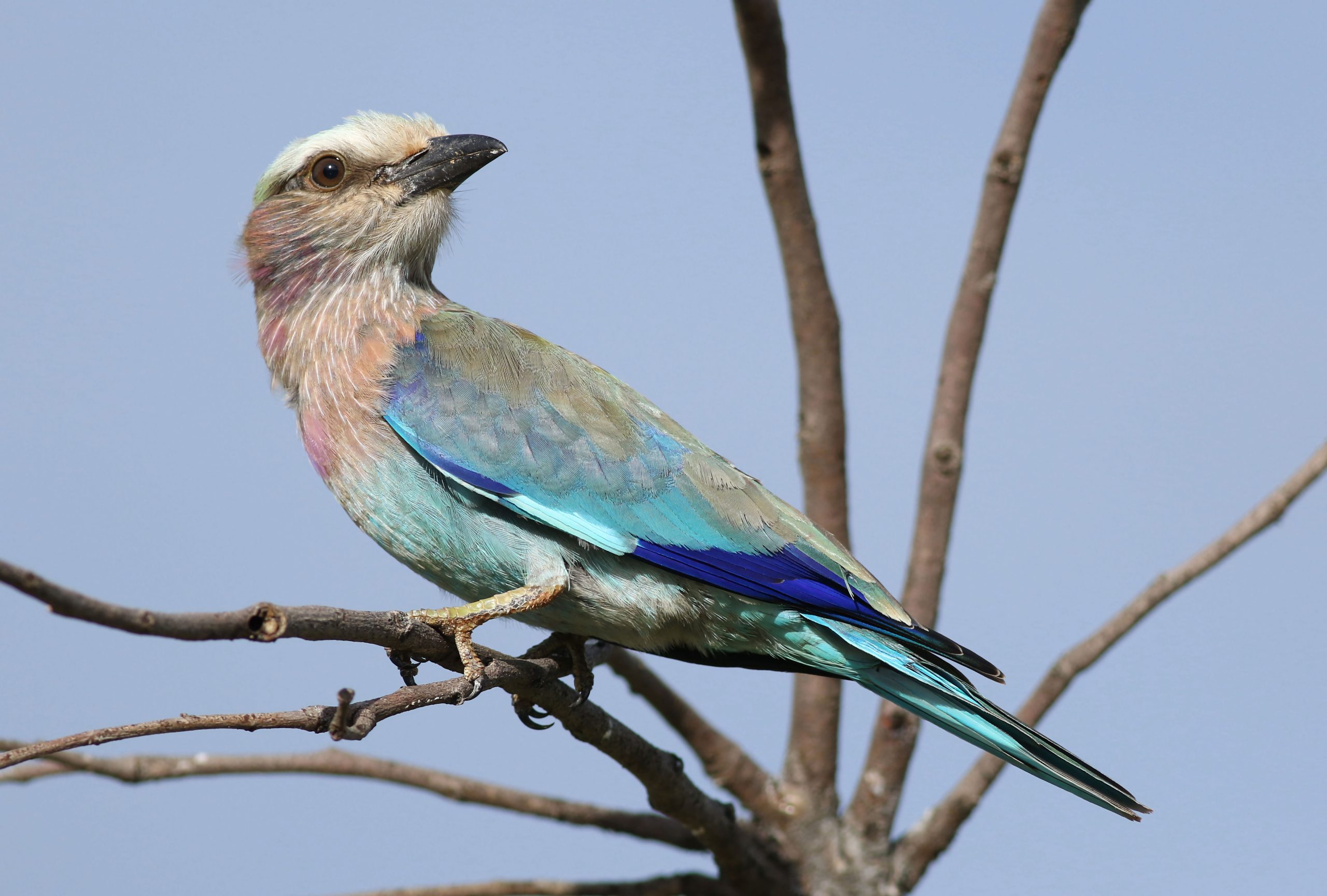 2 Days Birding Safari Rwanda