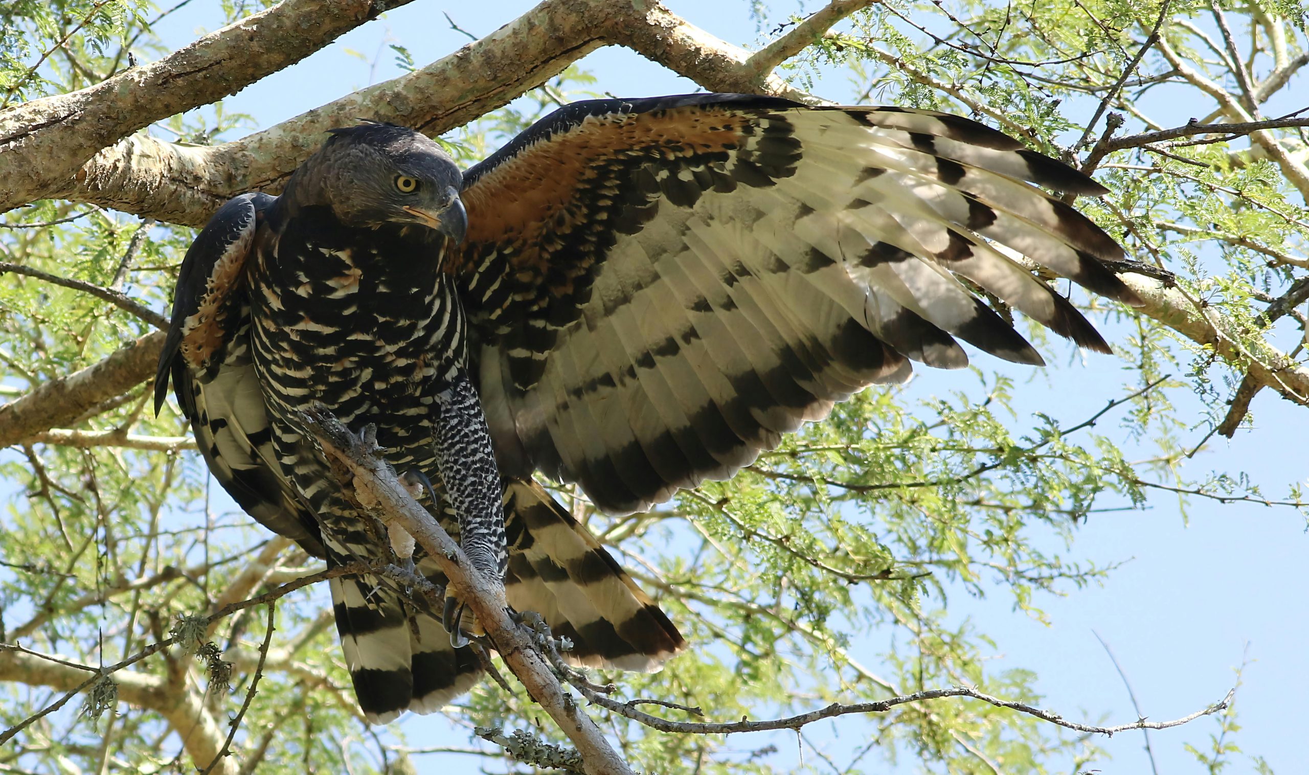 12 Days Bird Watching Uganda Rwanda Itinerary