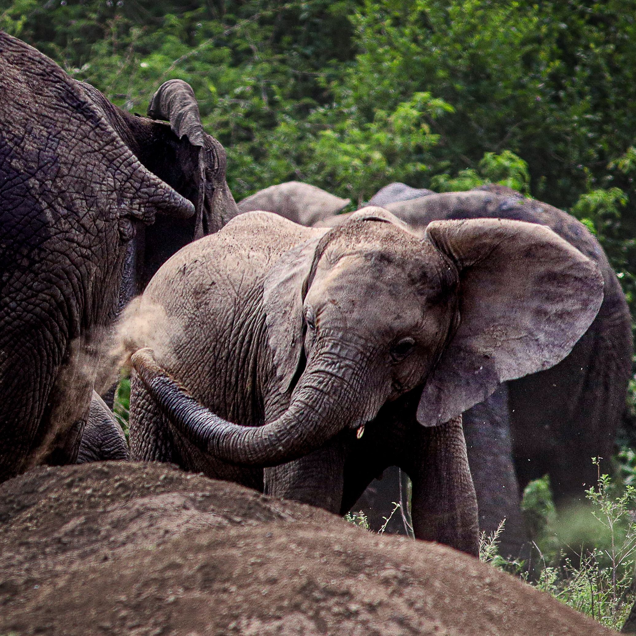 6 Days Cultural and Wildlife Uganda Rwanda
