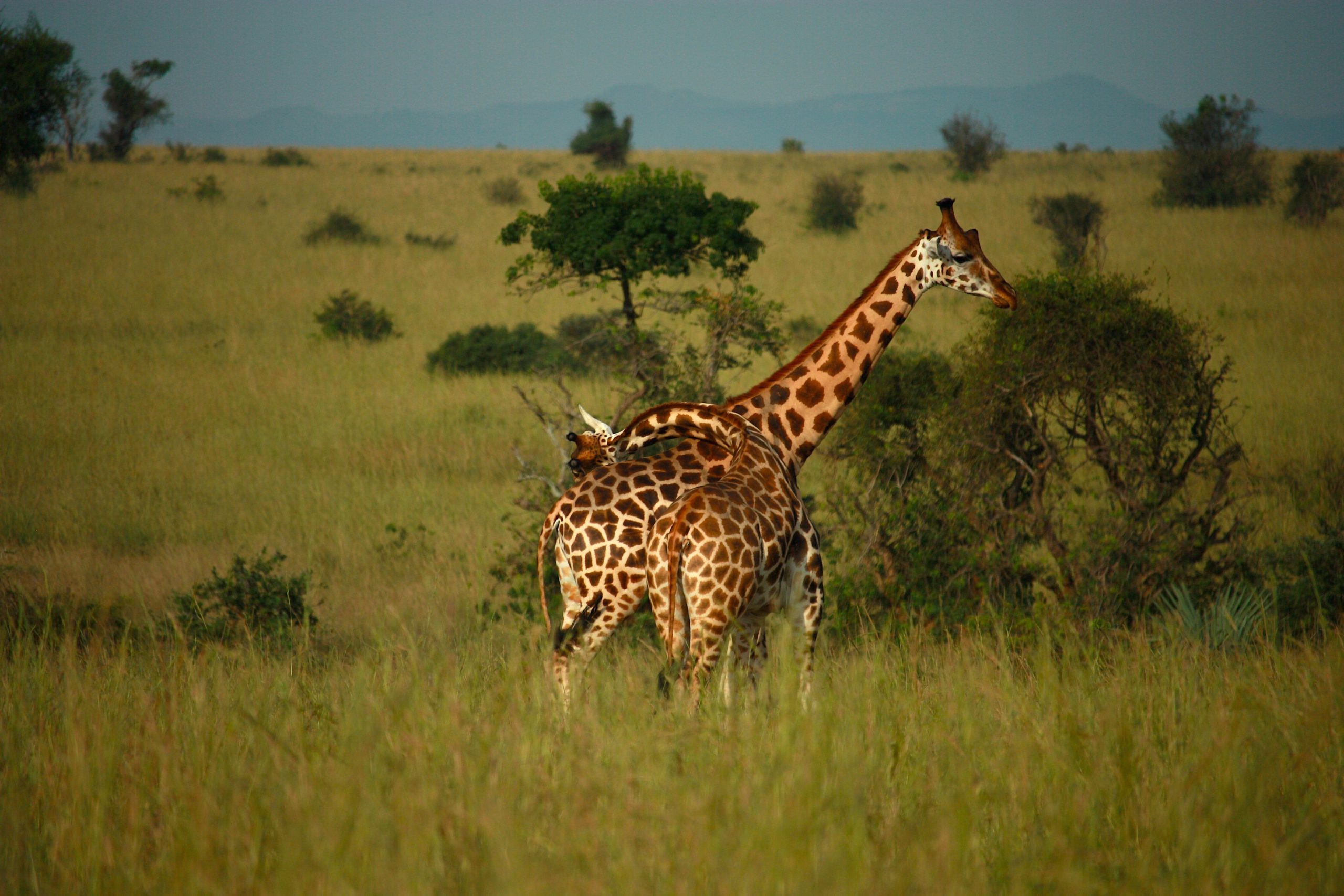 2 Days Akagera National Park safari