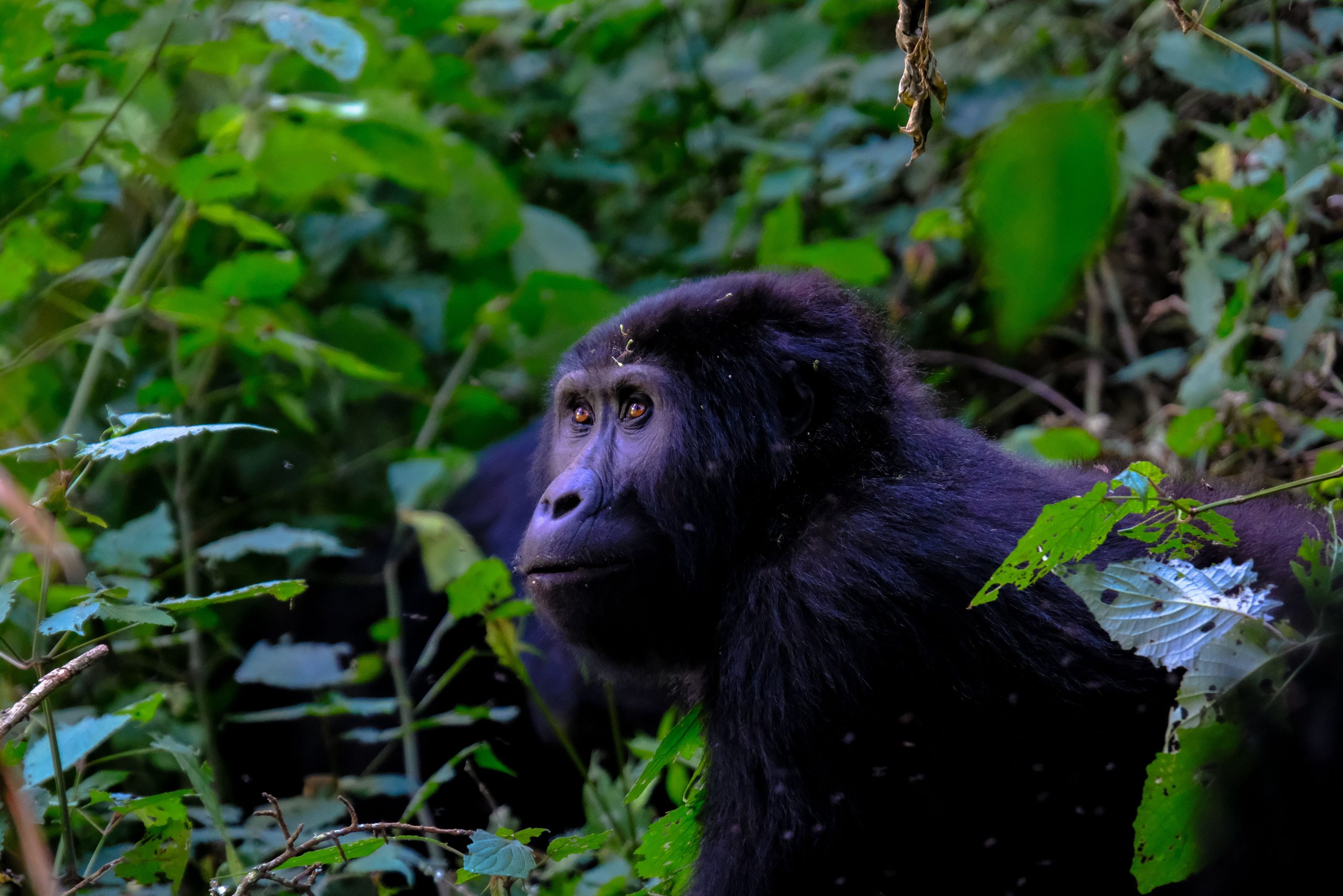 Luxury Primate Safaris