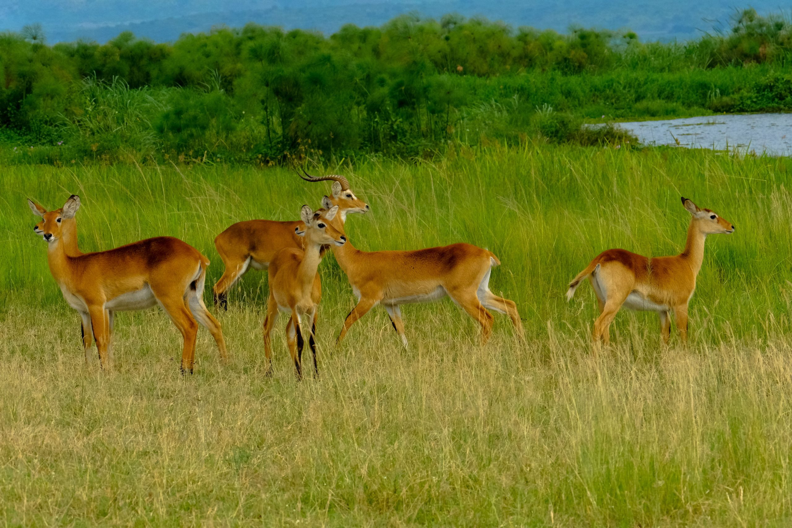3 Days Rwanda Wildlife Safari