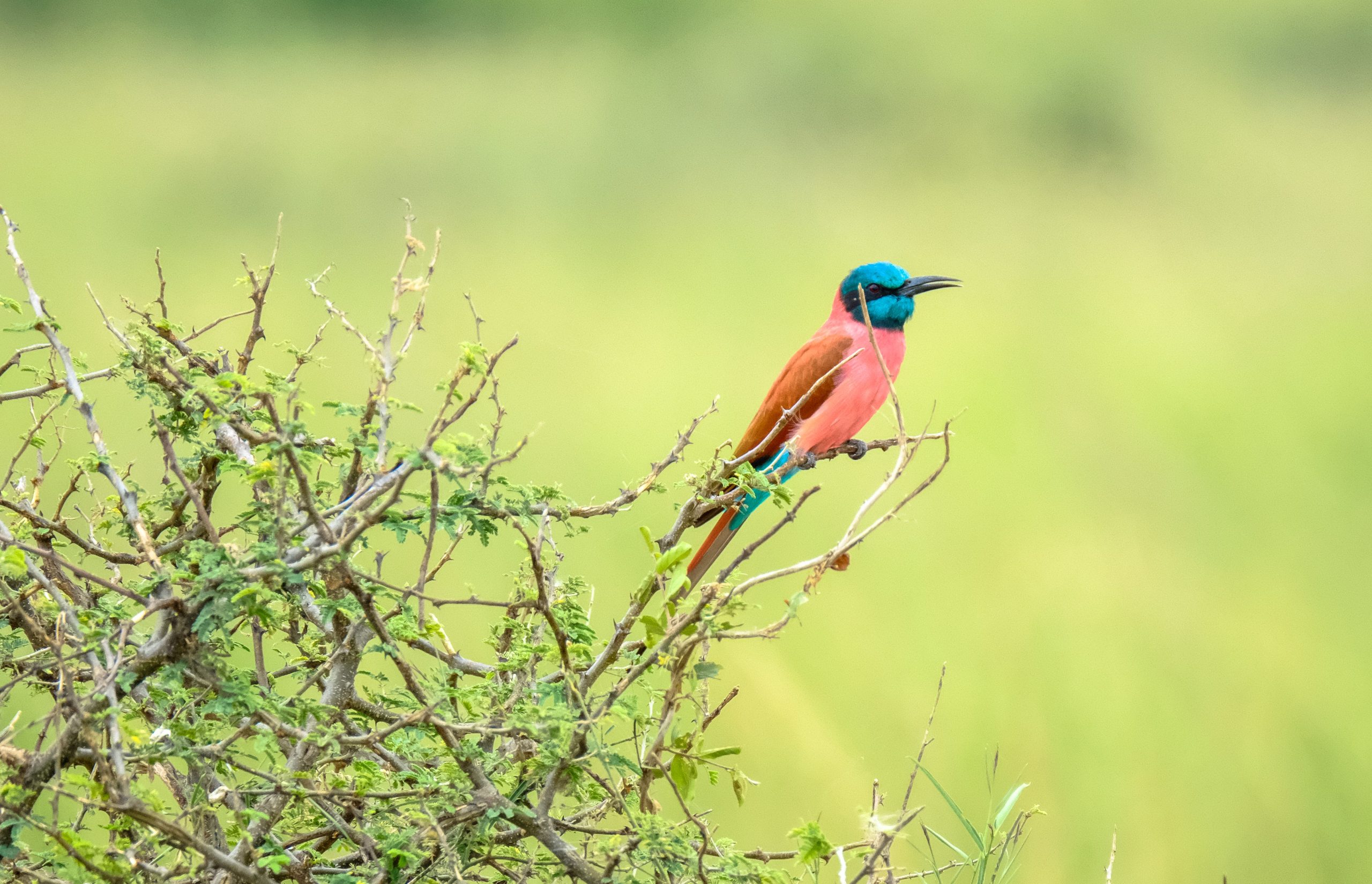 12 Days Birding Uganda Rwanda Tour
