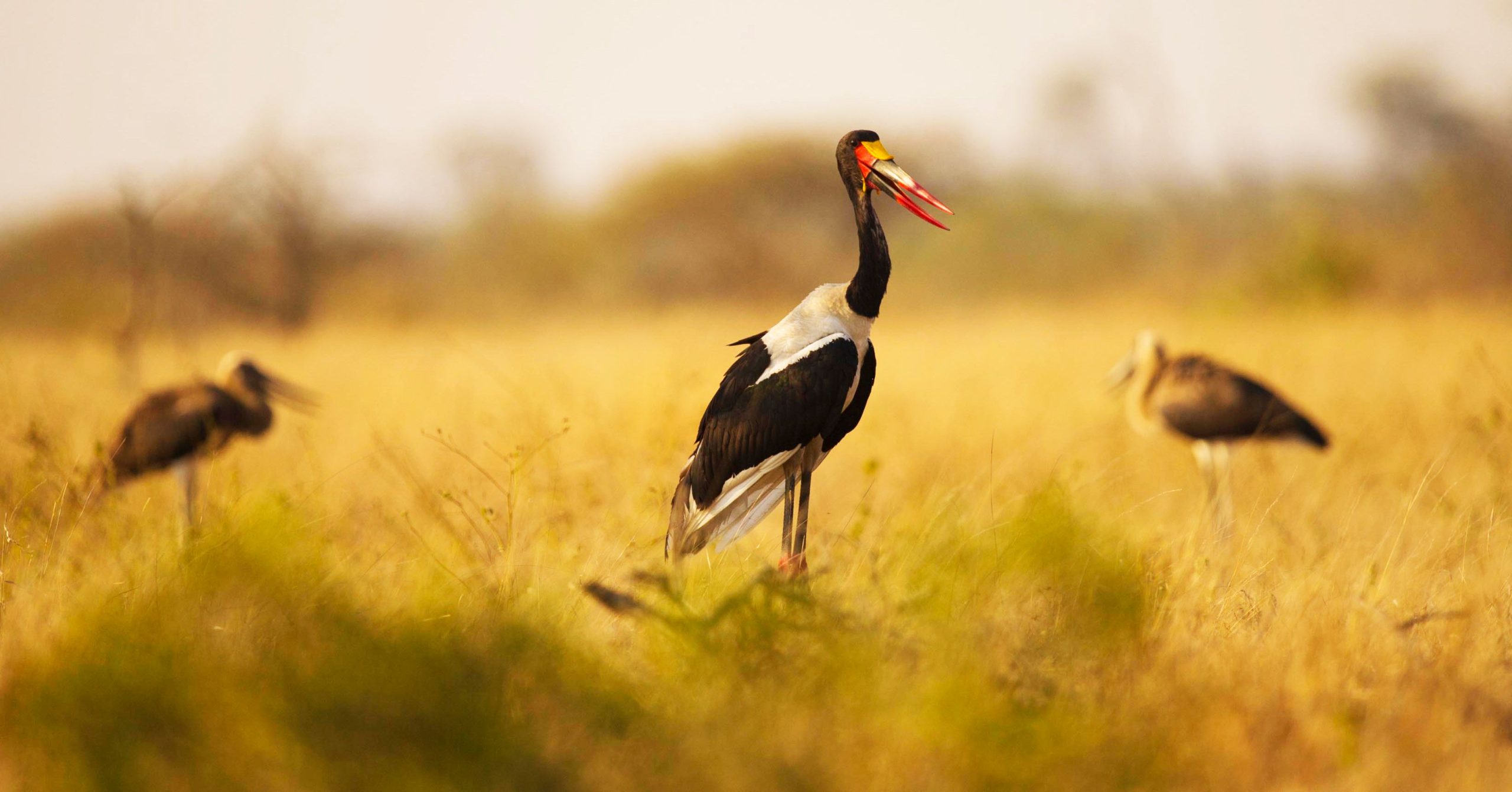 7 Days Birding and Cultural Uganda Rwanda Safari