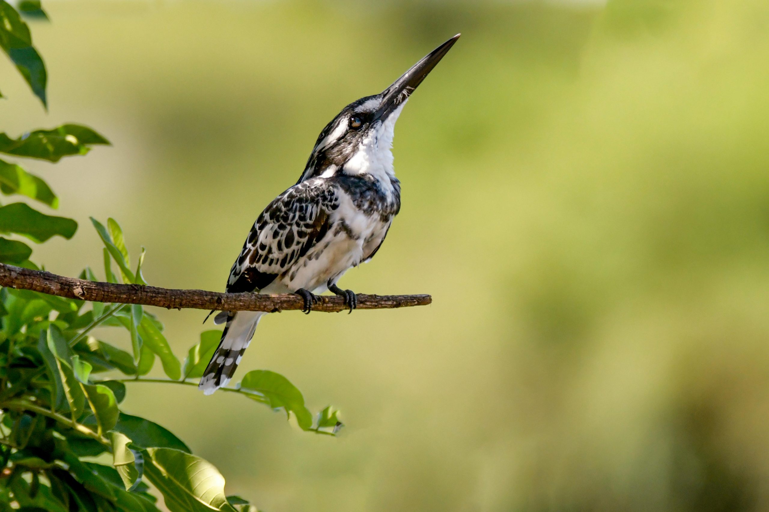 14 Days Birding Uganda Rwanda Checklist Tour
