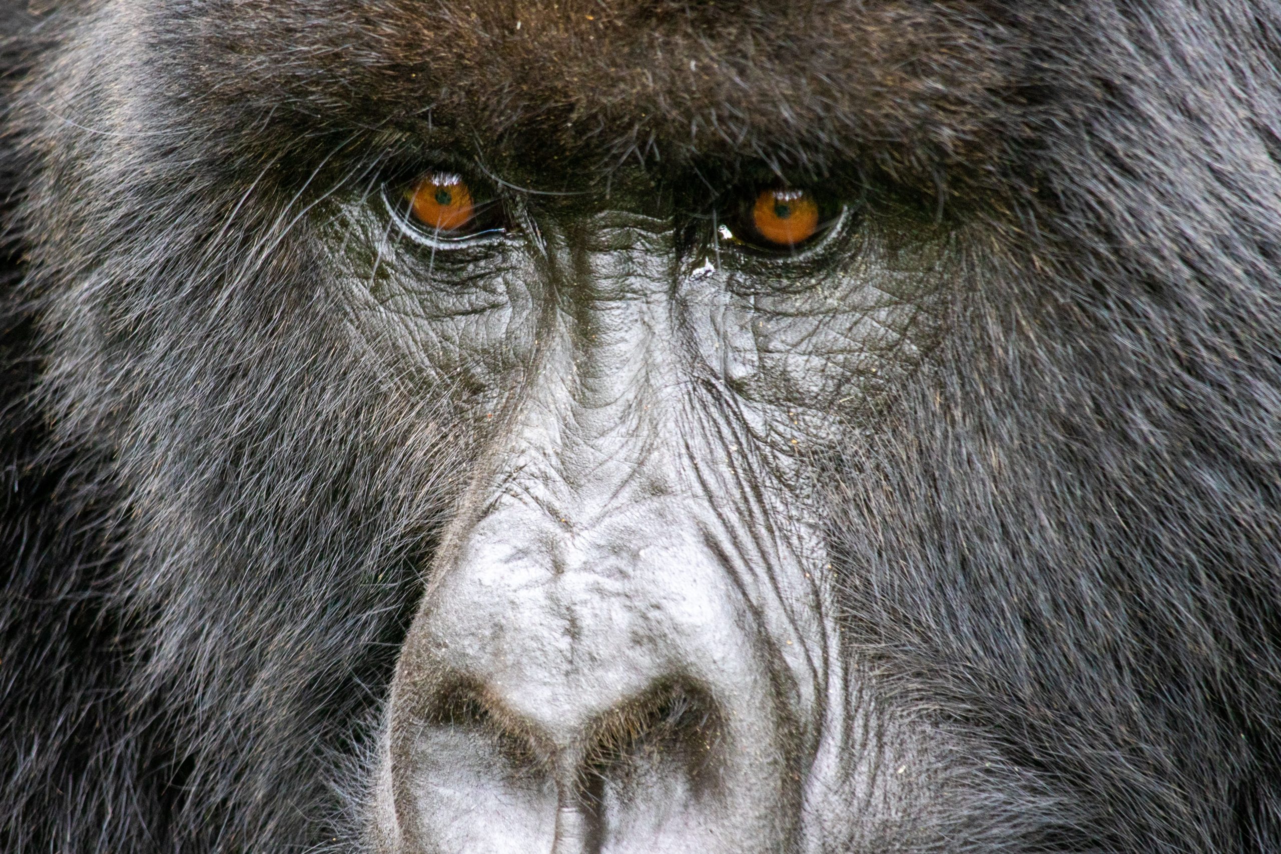 Gorilla Sighting Policy