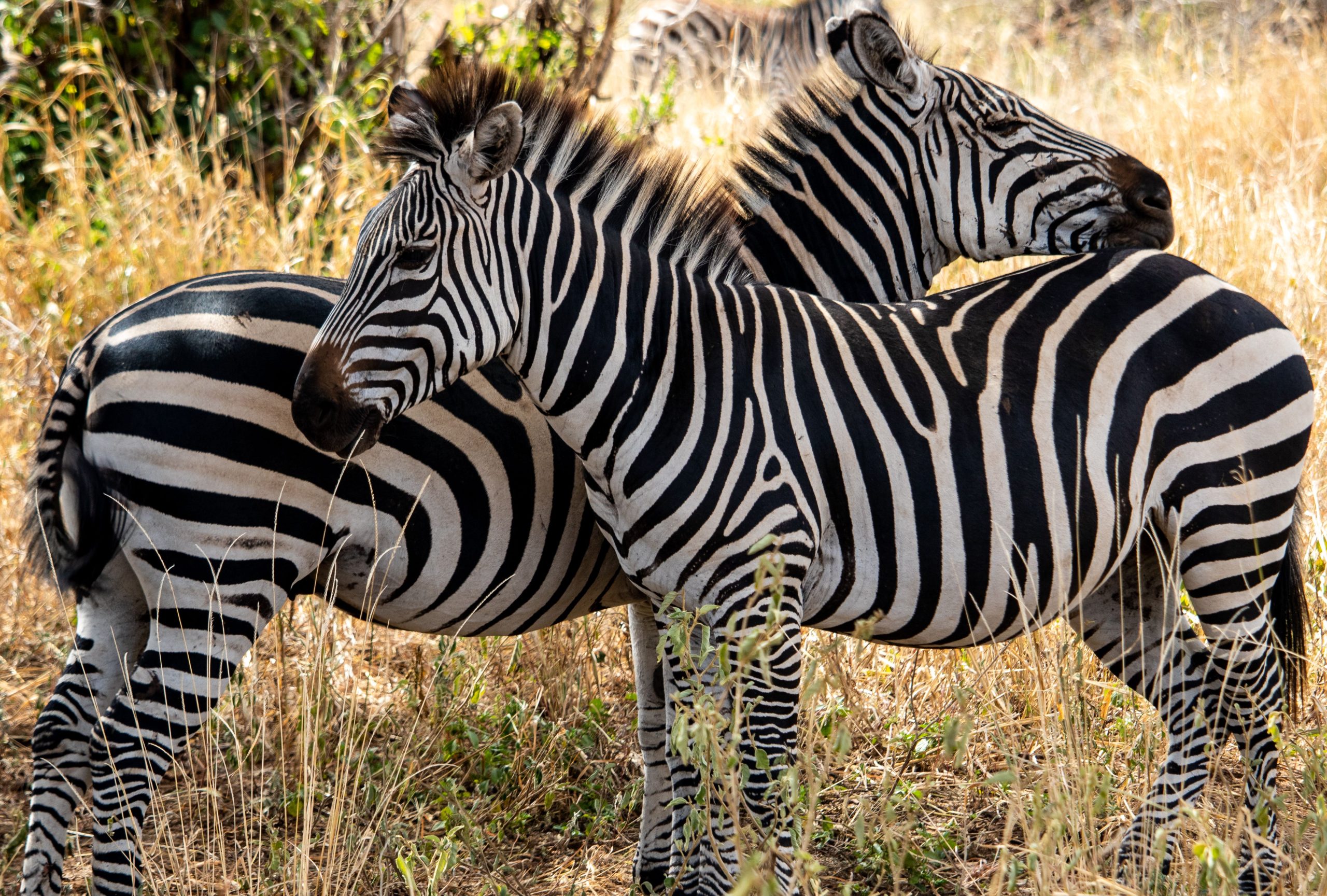 7 Days Wildlife Safari Rwanda