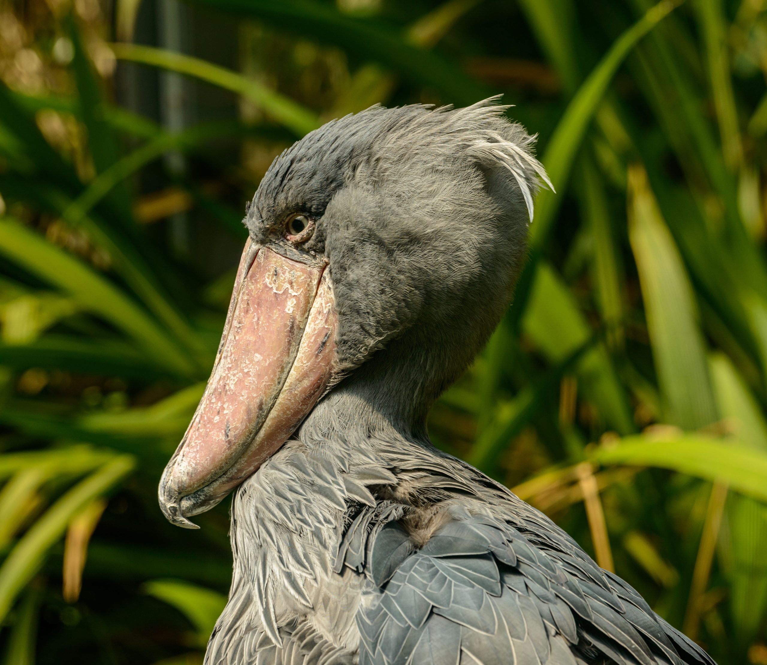 Uganda Shoebill Stork Safari