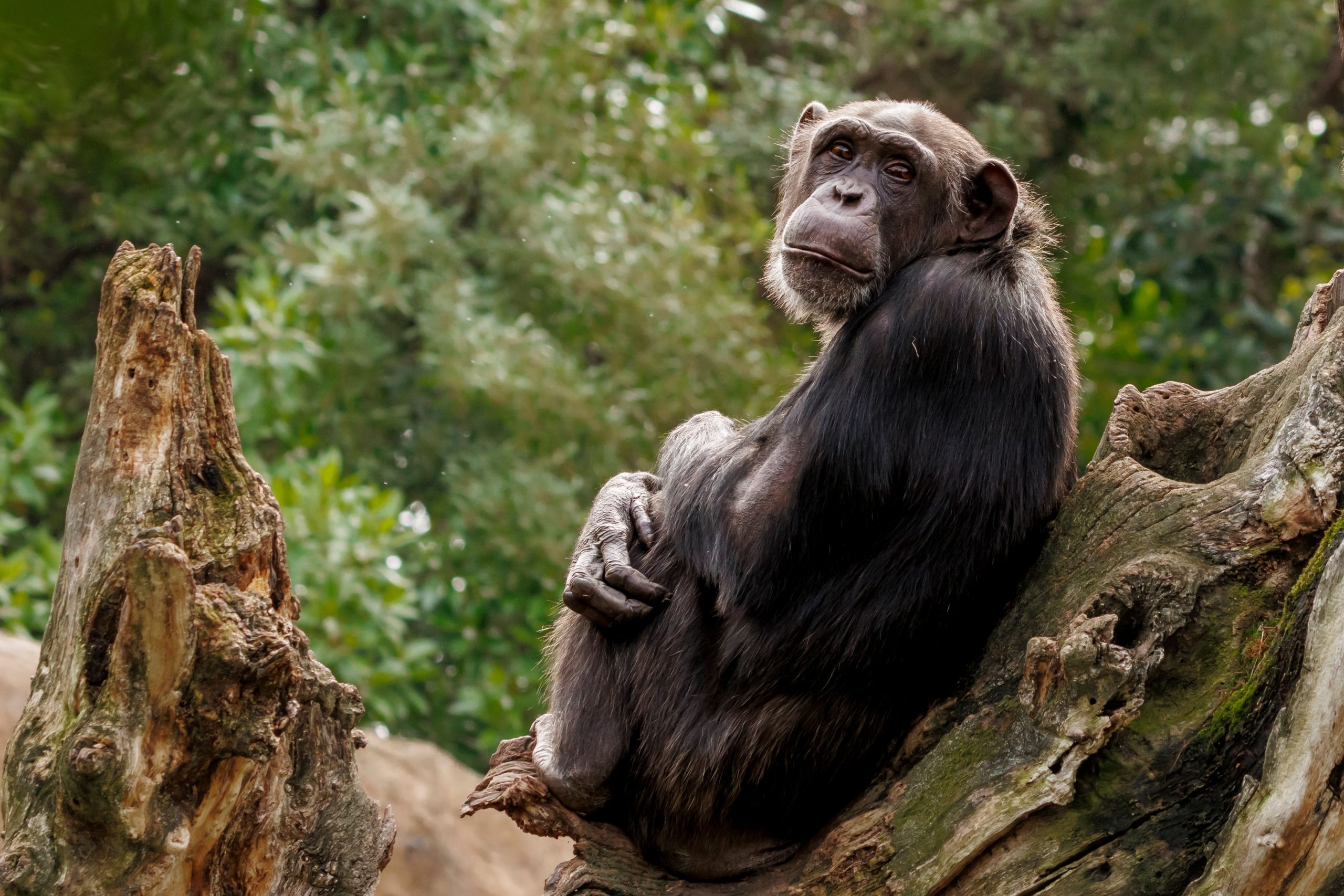 Kalinzu Forest Chimpanzee Tracking