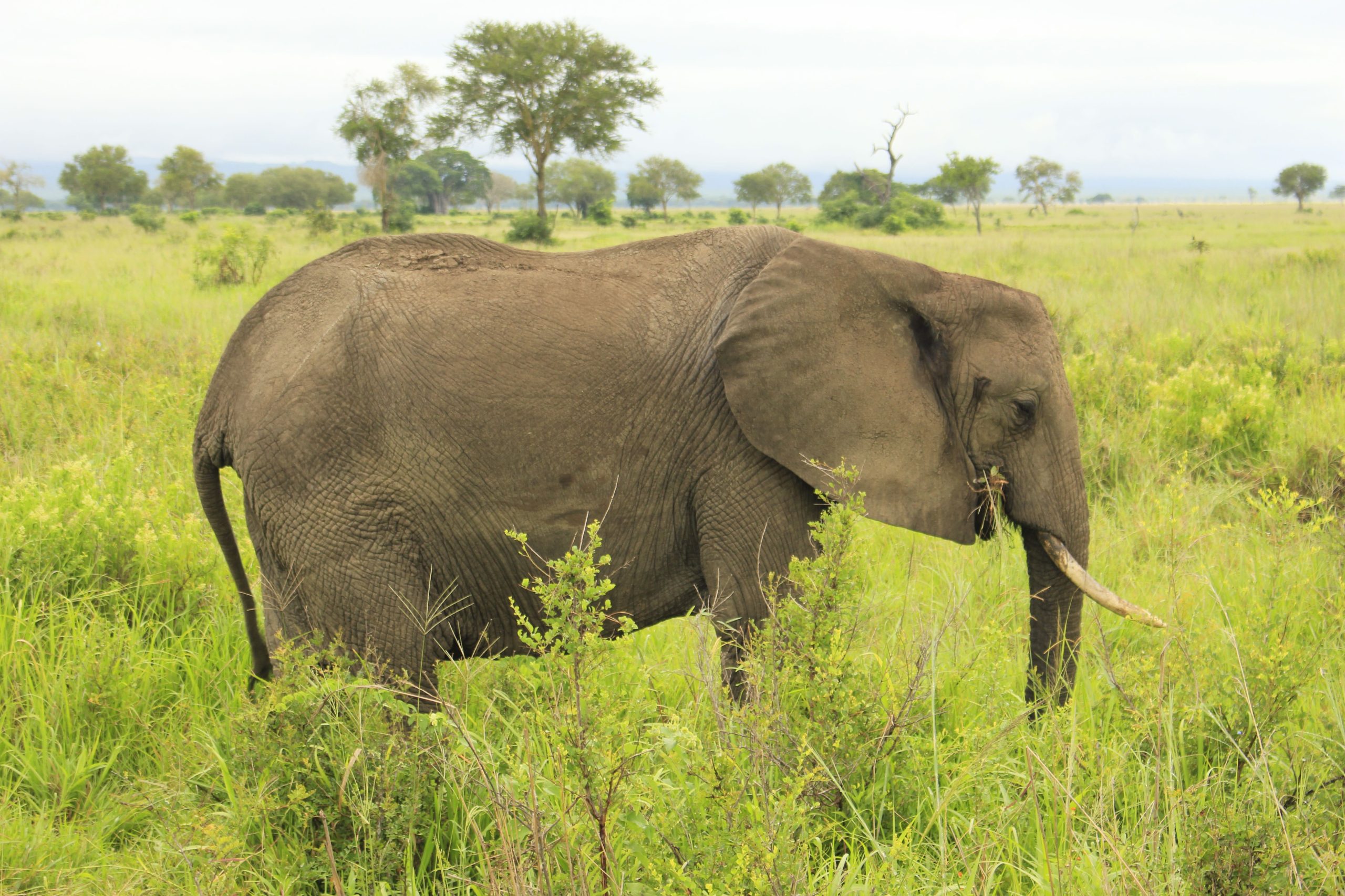5 Days Akagera and Volcanoes Safari