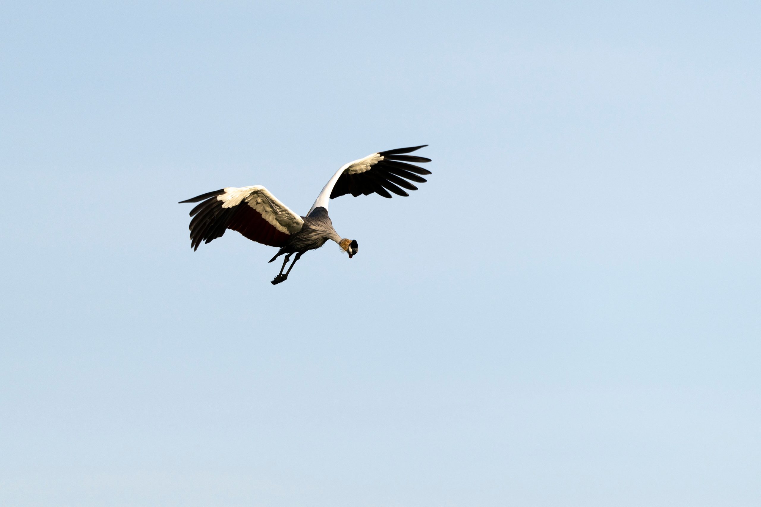 Bird Watching Tour Safaris in Uganda
