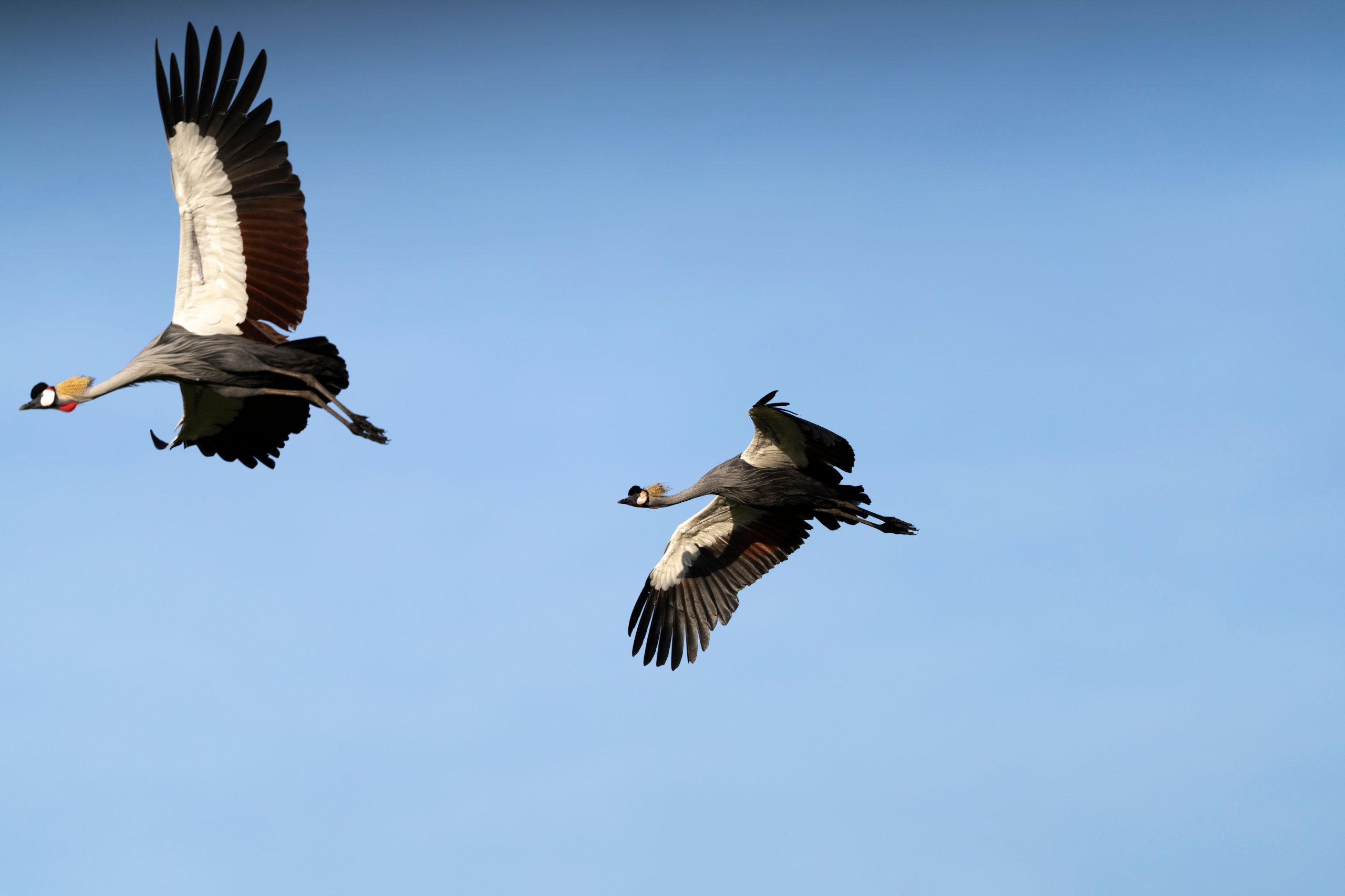 4 Days Birding Rwanda Uganda Safari