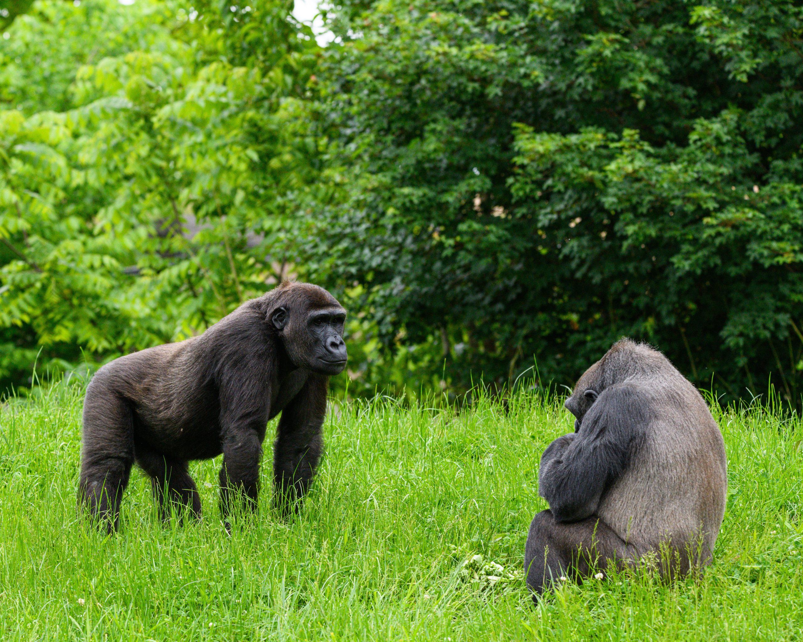 Health Requirements Gorilla Trekking