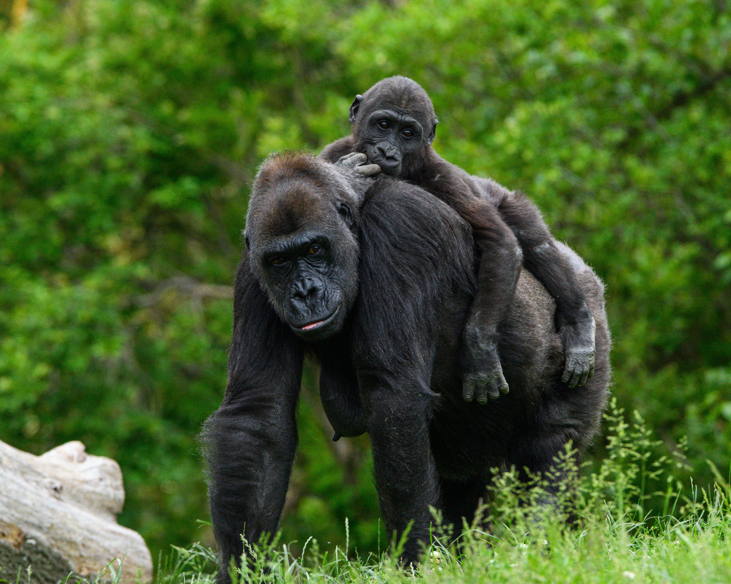 Gorilla Trekking Age Limit