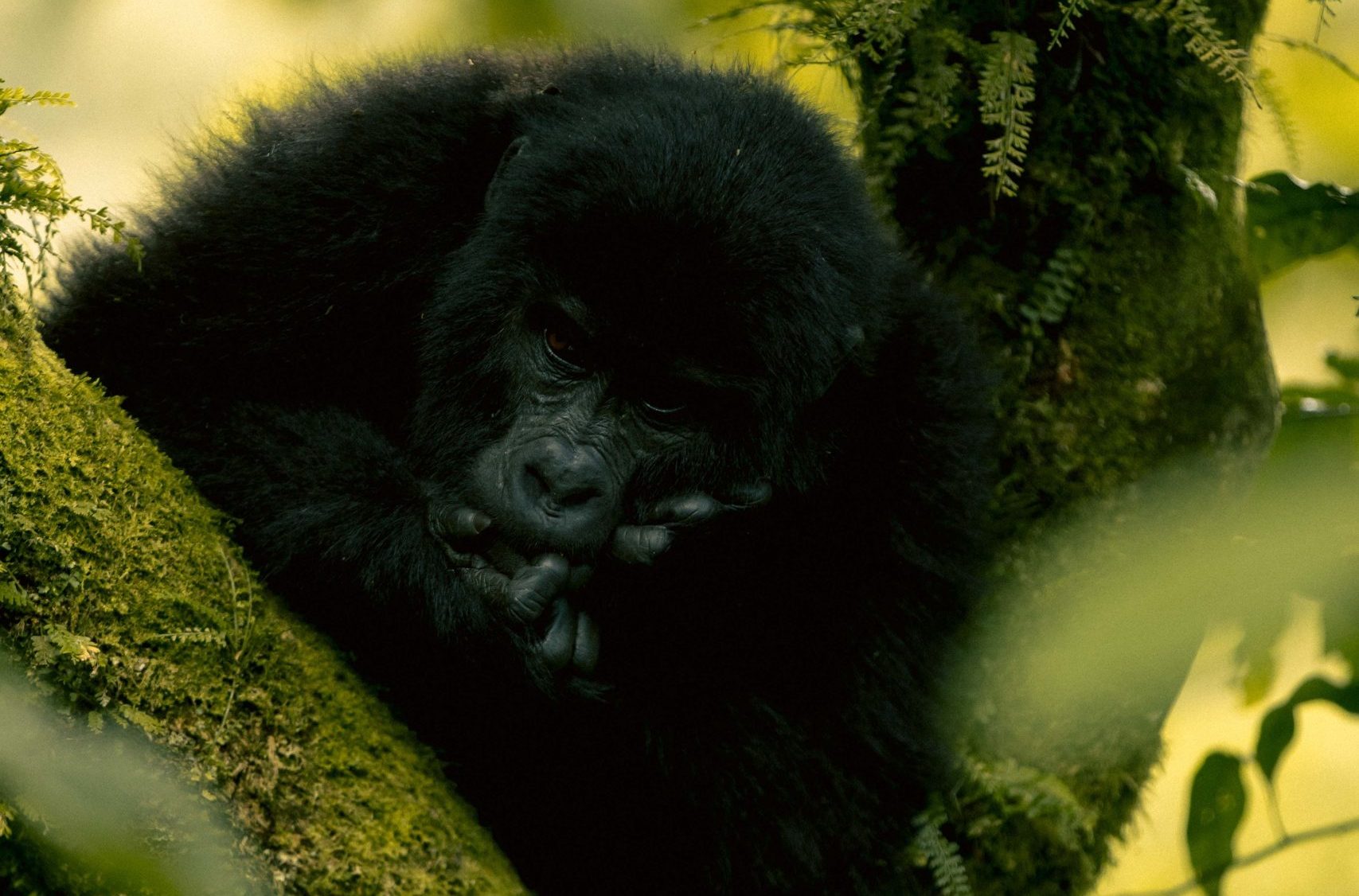 9 Days Gorilla Trekking Rwanda