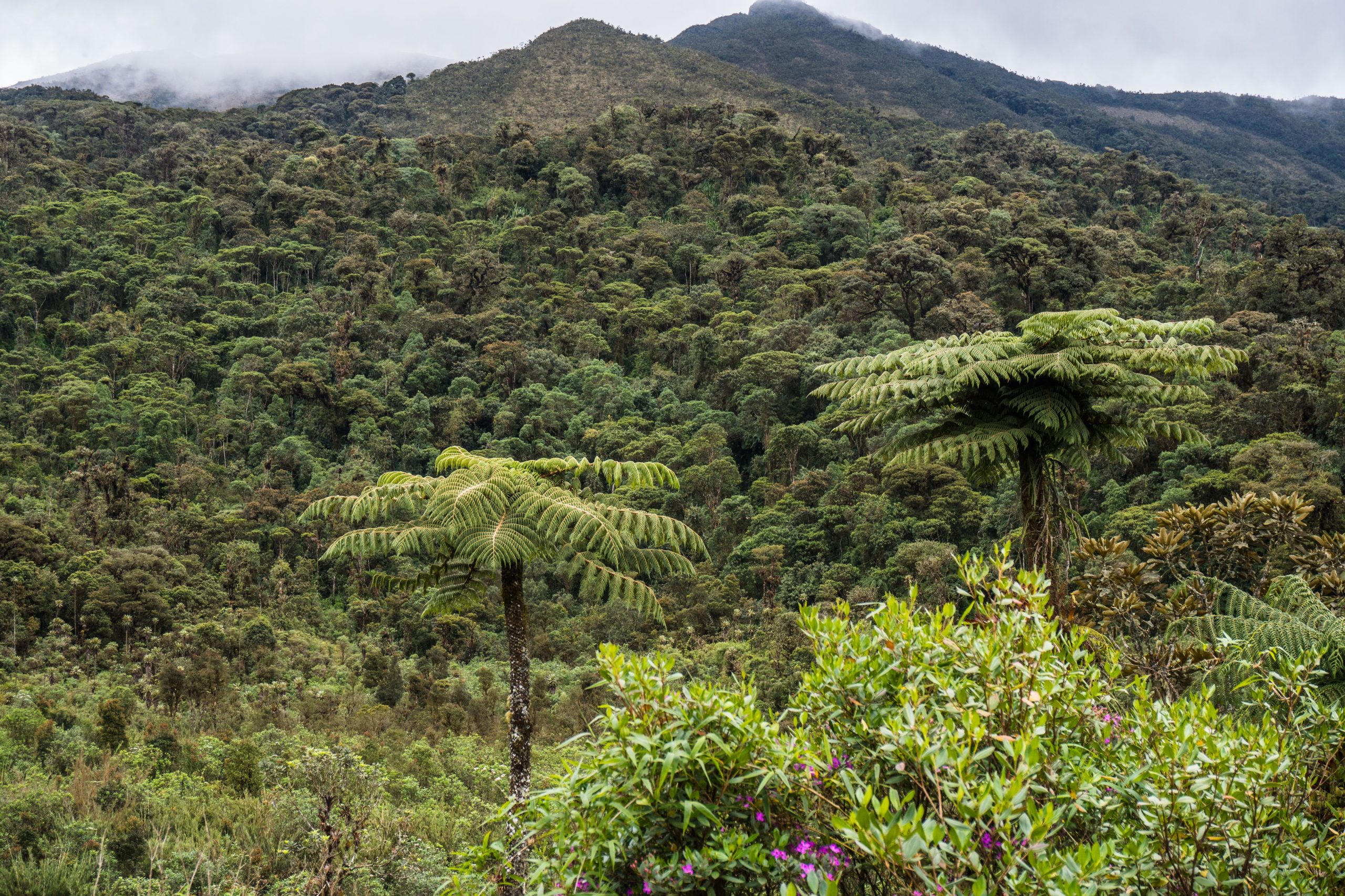 8 Days Akagera Nyungwe Volcanoes Tour