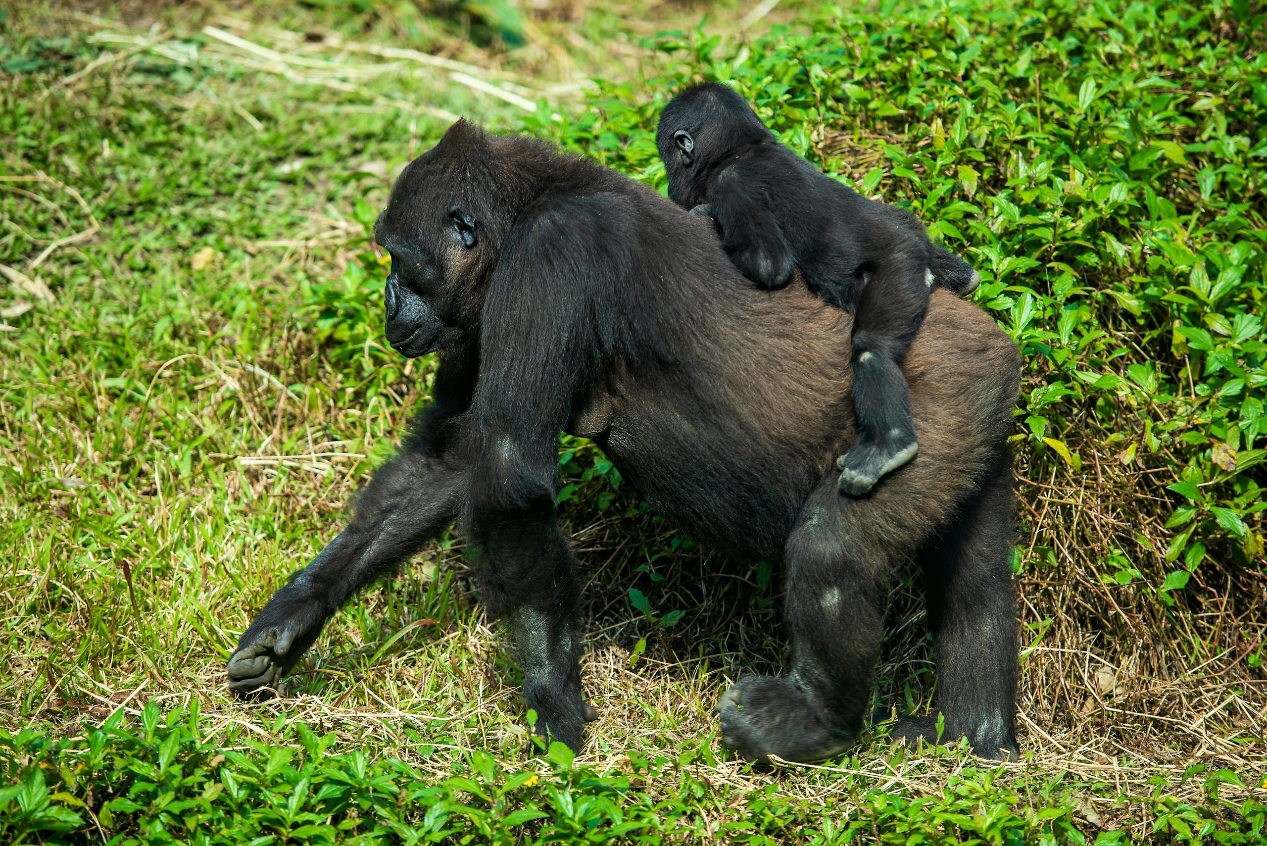 6 Days Gorilla Trekking Uganda Rwanda Safari