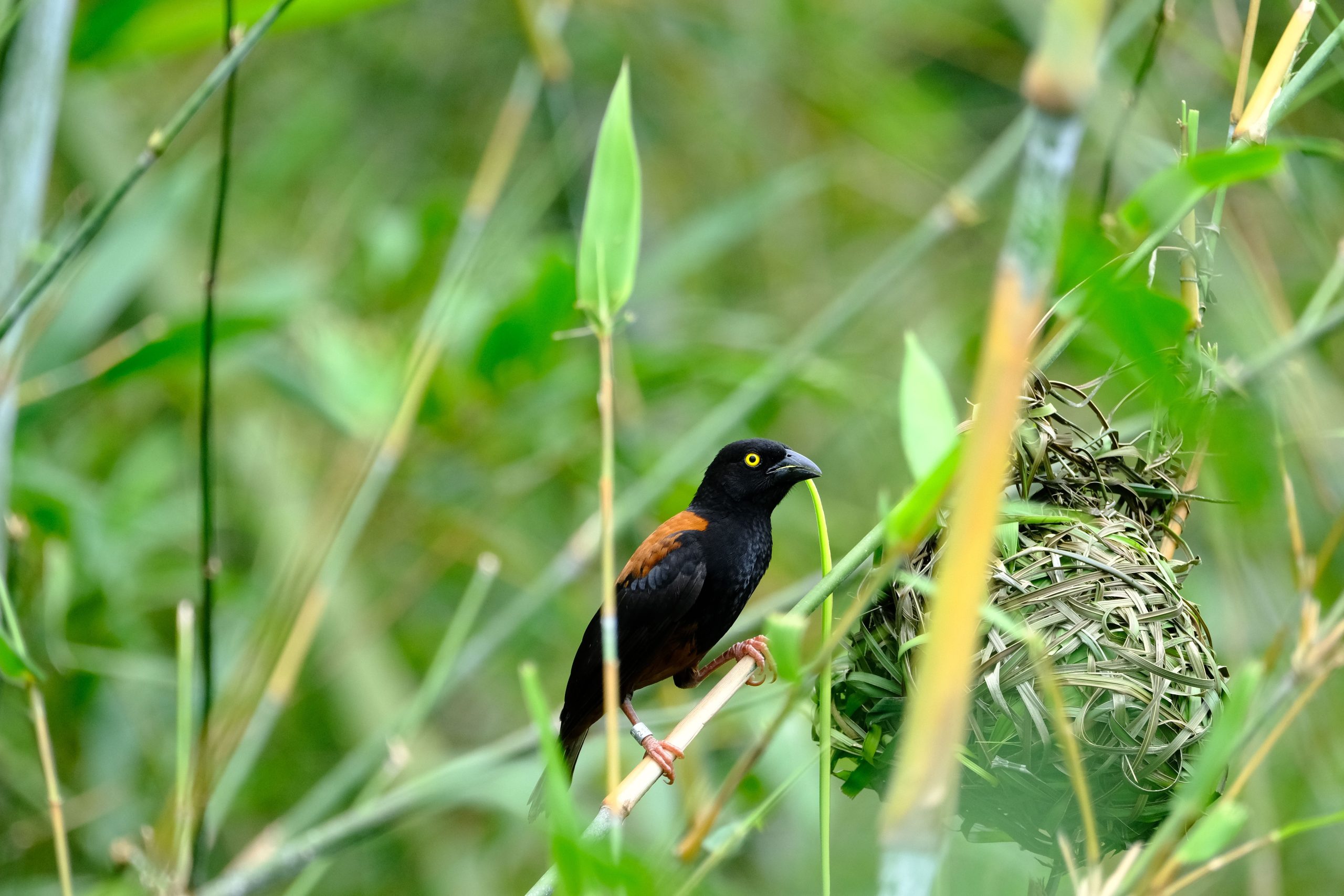 6 Days Birding Rwanda Tour