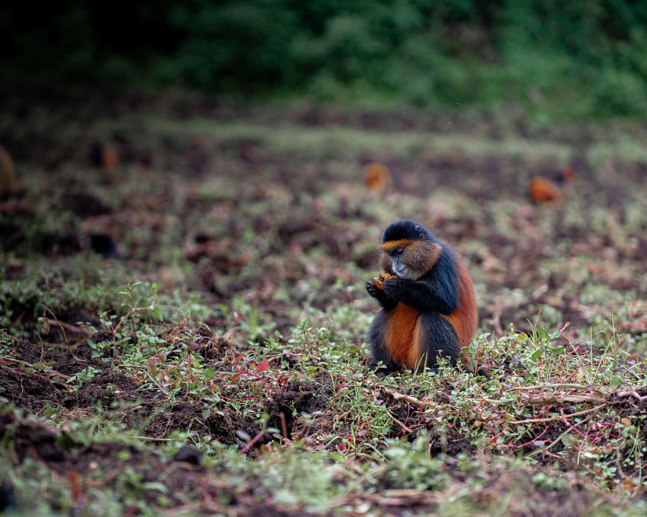 6 Days Rwanda Uganda Primates Safari