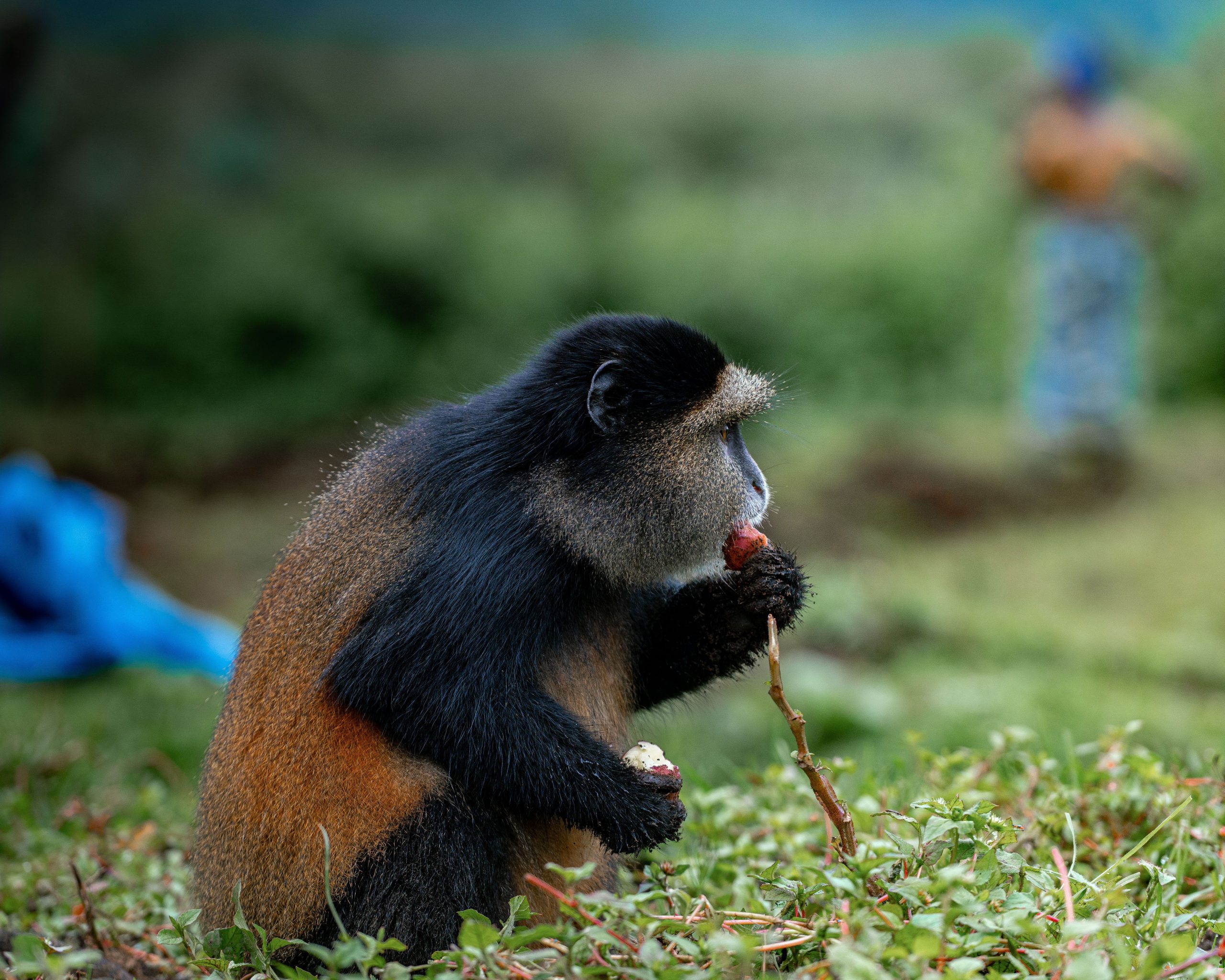 9 Days Rwanda Primates Safari