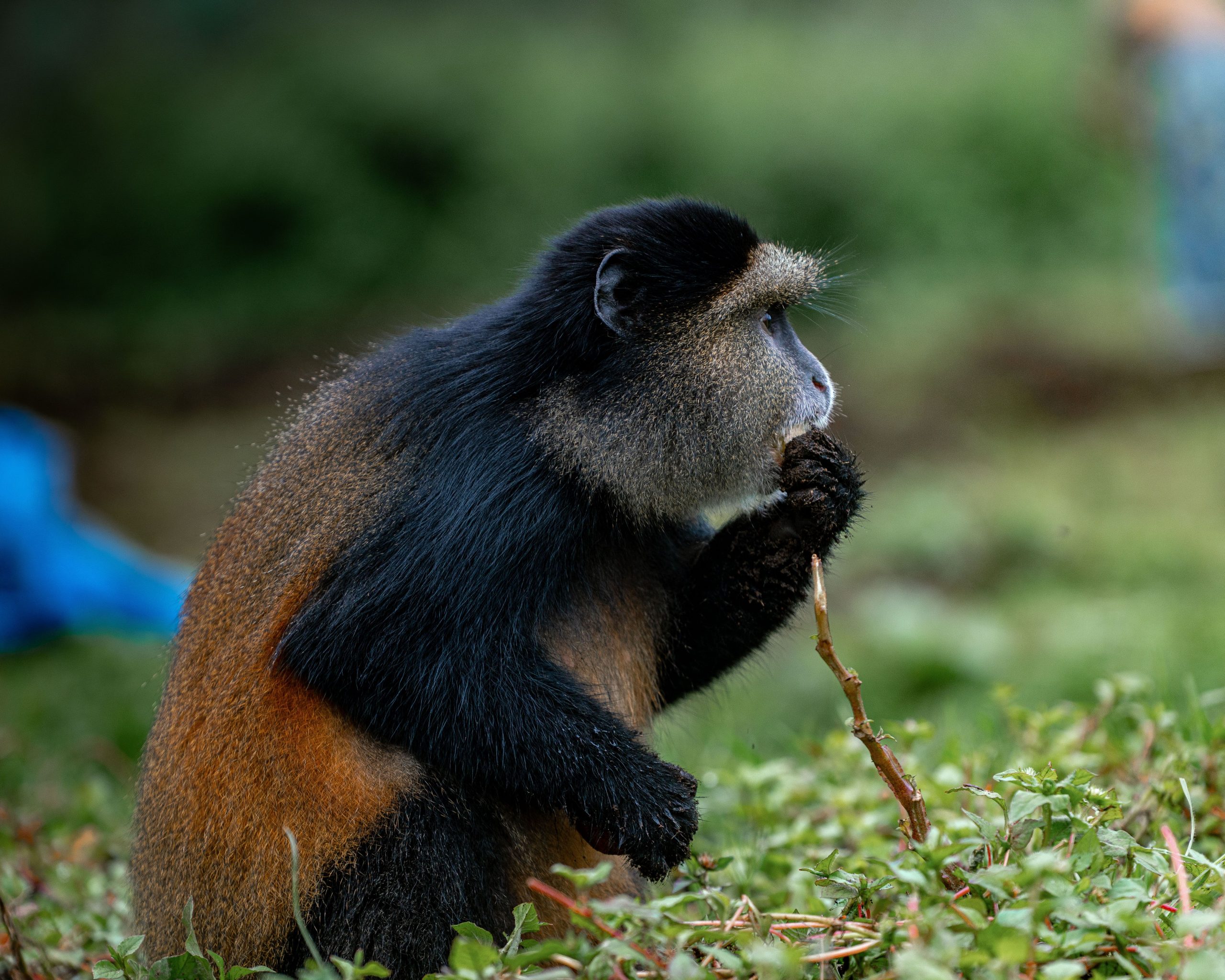 5 Days Rwanda Primates Safari