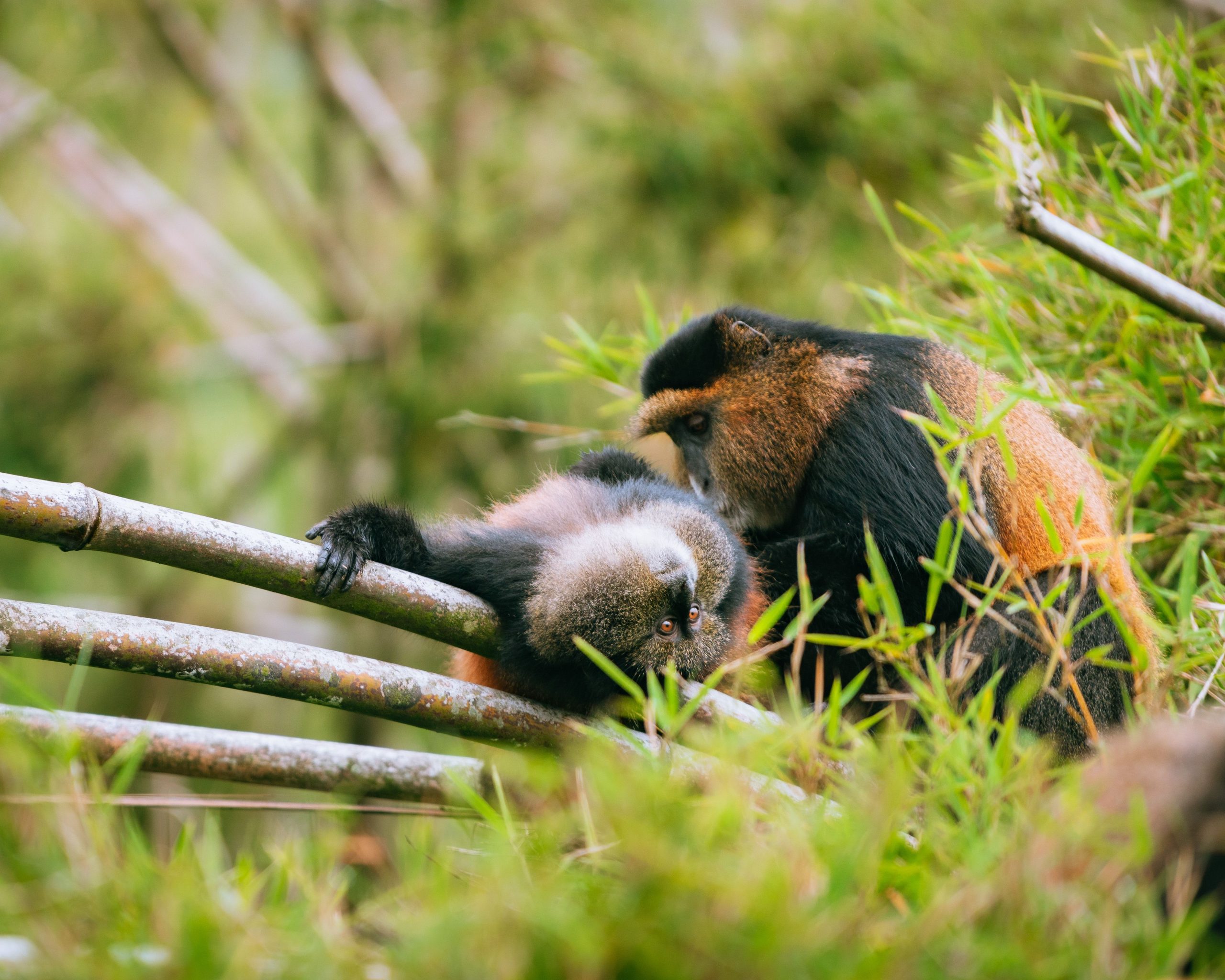 6 Days Rwanda Primates Safari