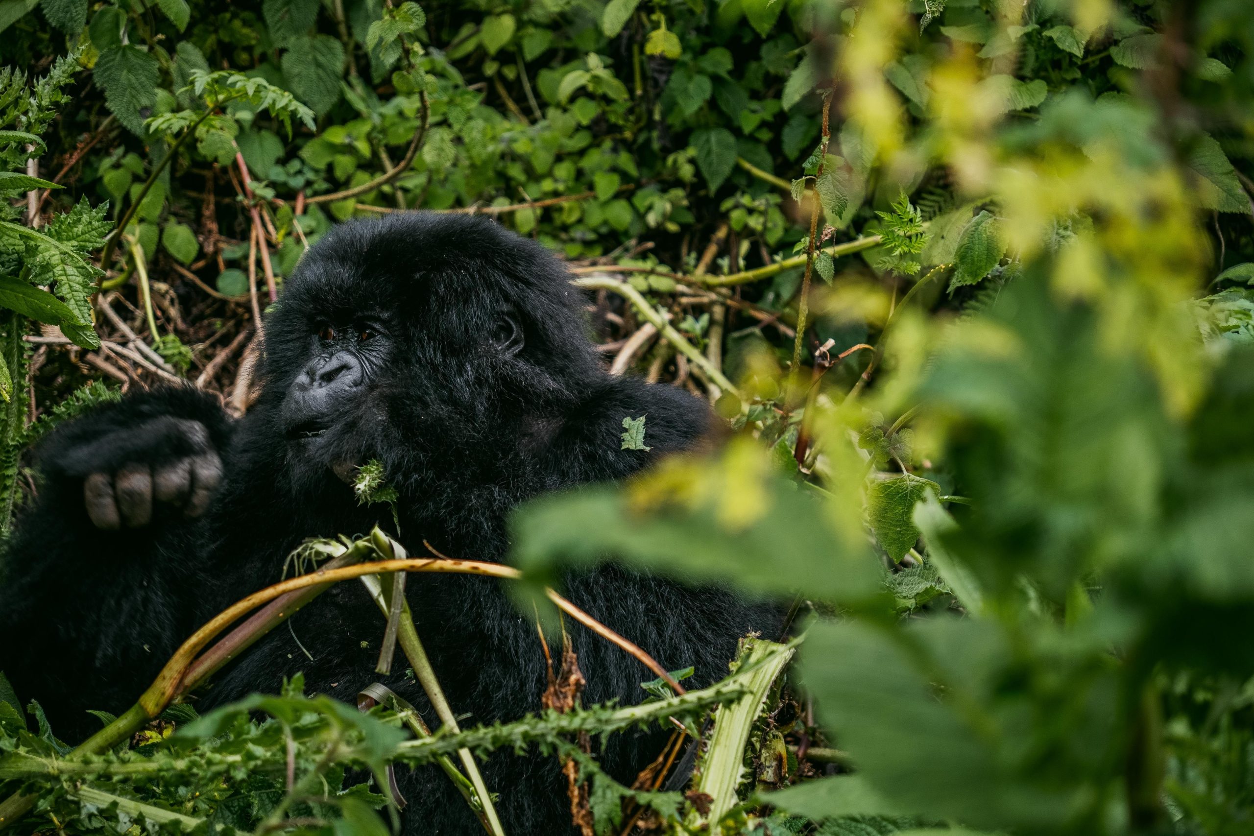 Best Time Gorilla Safari