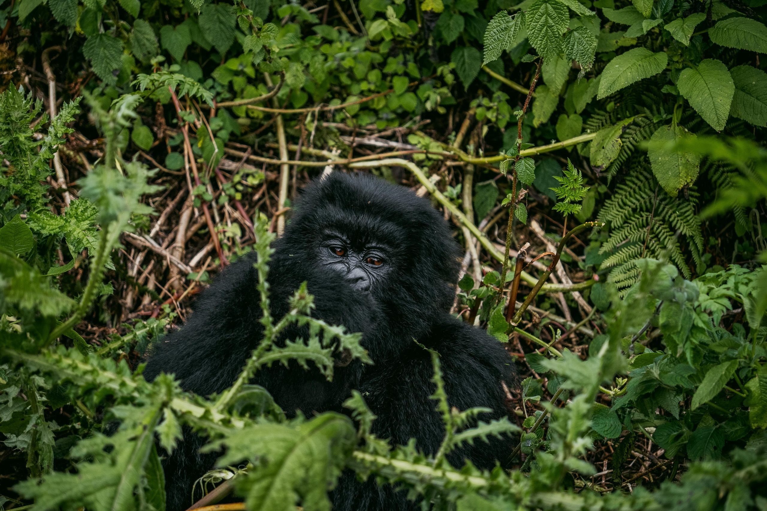 10 Days Gorilla Trekking Rwanda