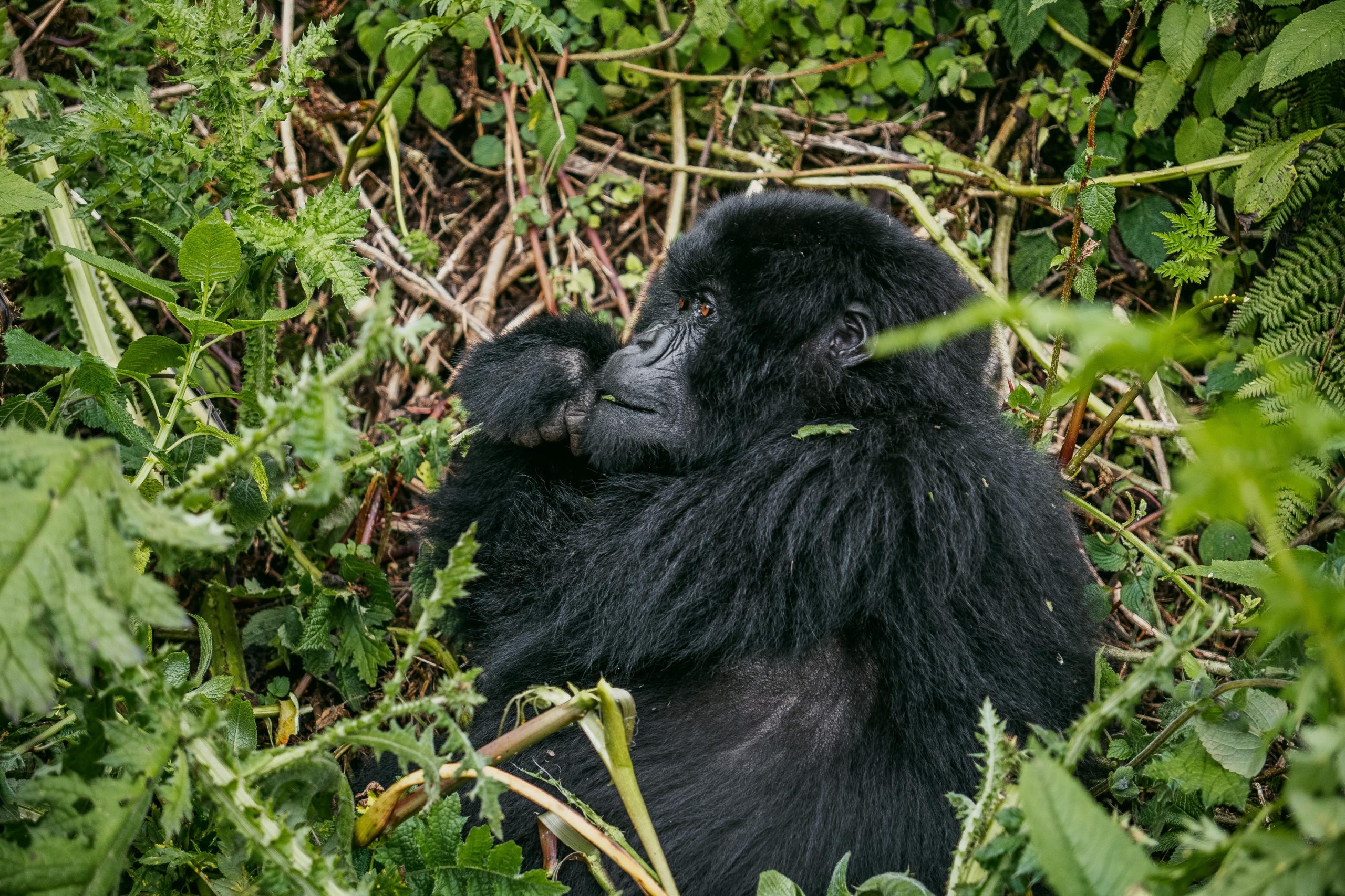 Gorilla Tour Safaris in Uganda