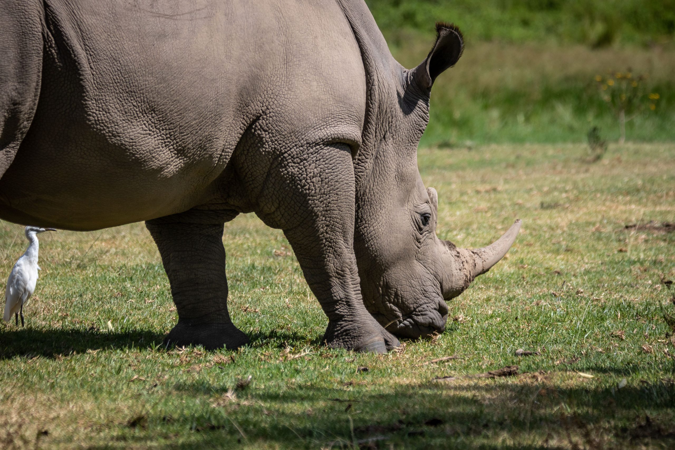 Anti Poaching Efforts