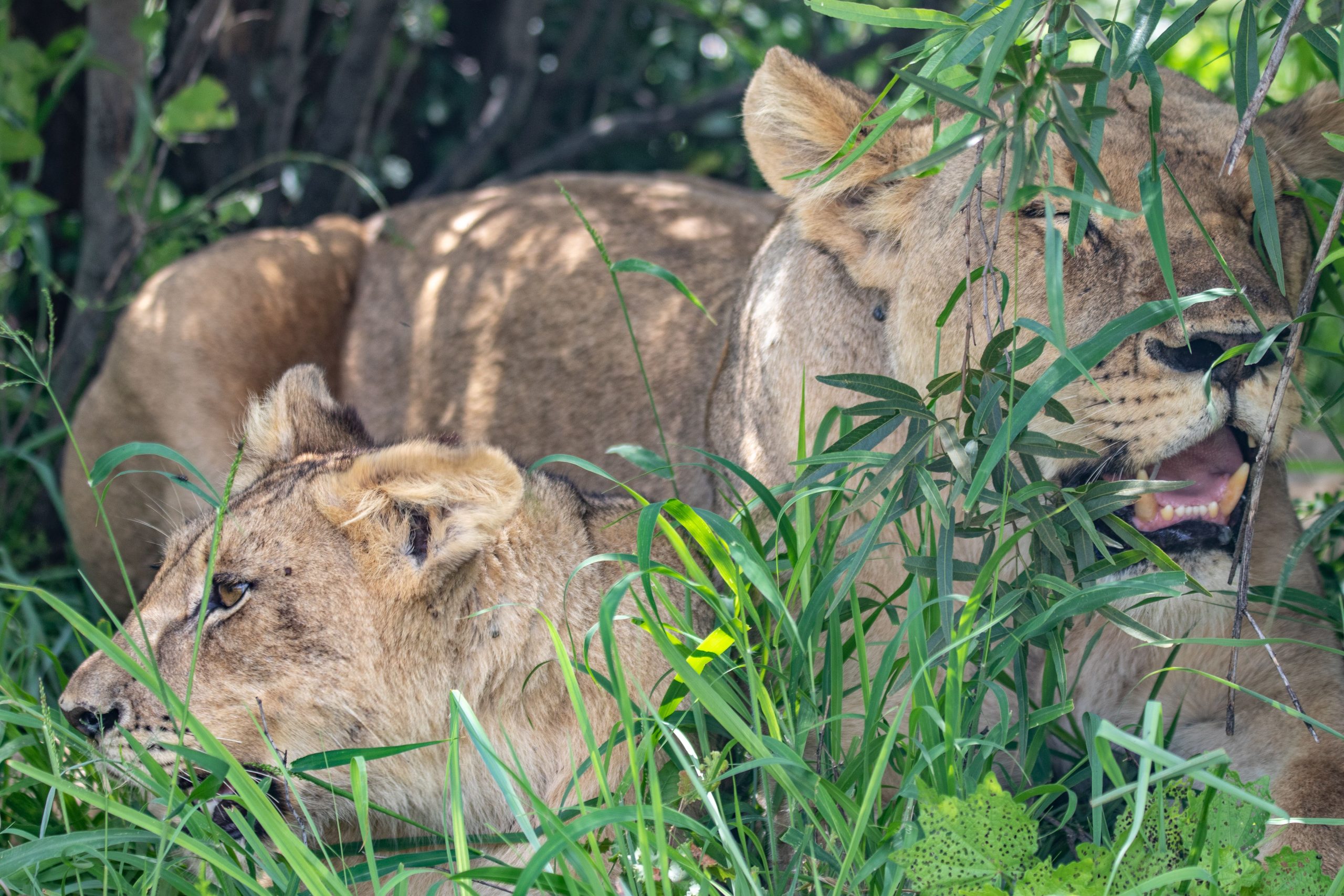 6 Days Kigali to Queen Elizabeth and Bwindi Safari