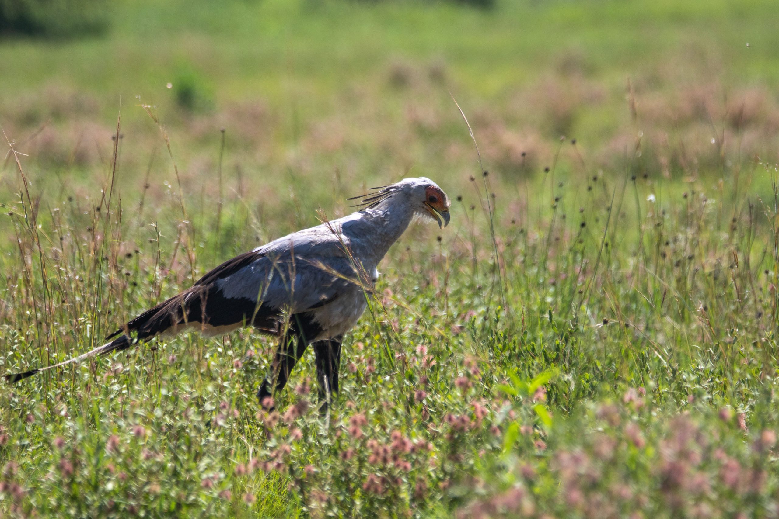 3 Days Birding Rwanda Uganda Safari