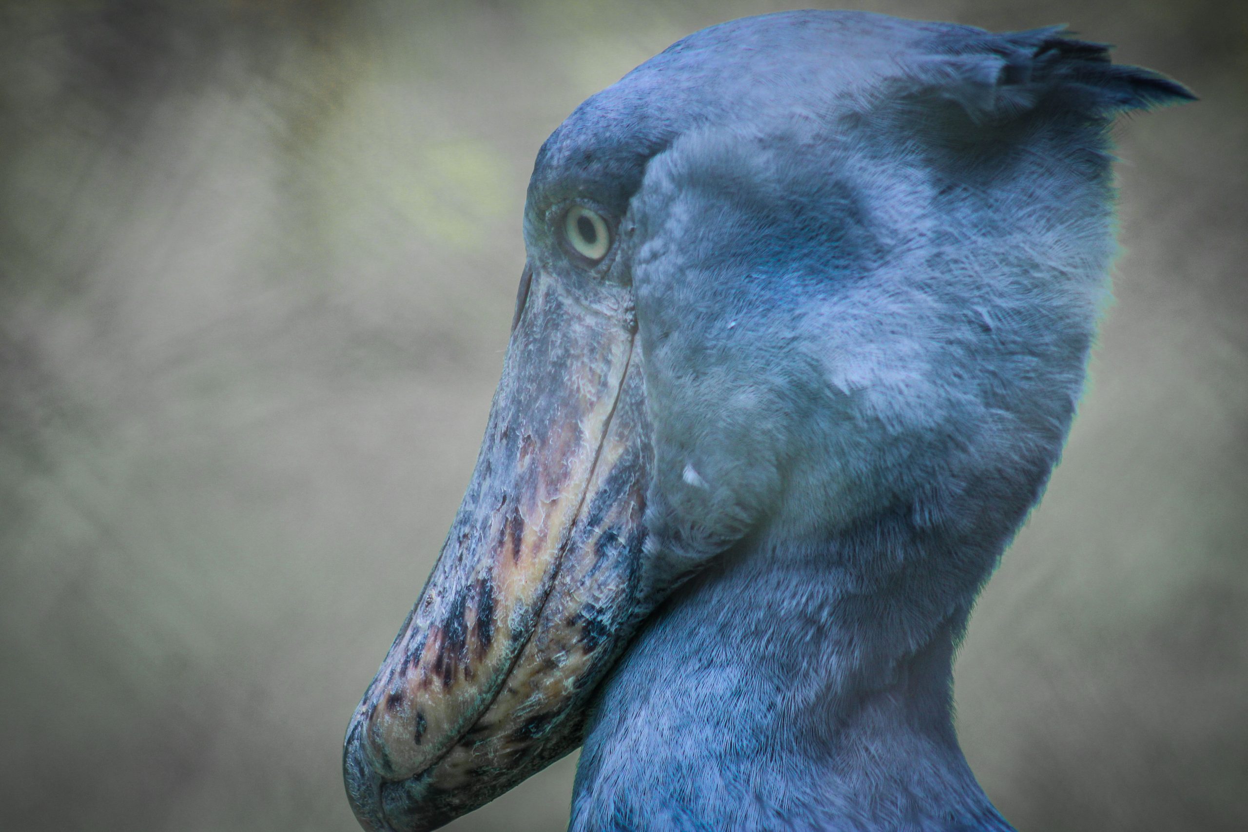 Mabamba Swamp Shoebill Tour