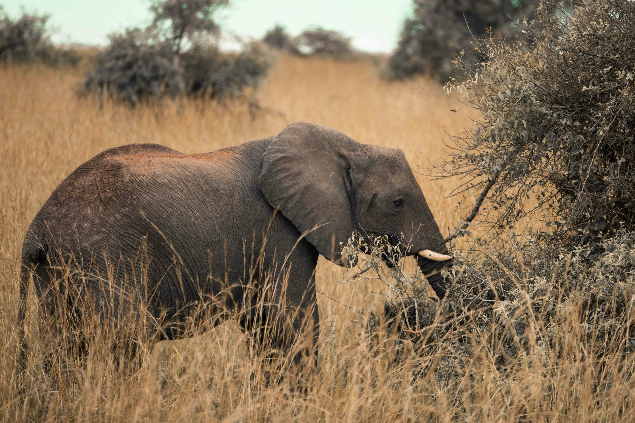 14 Days Wildlife and Primates Uganda Rwanda Safari