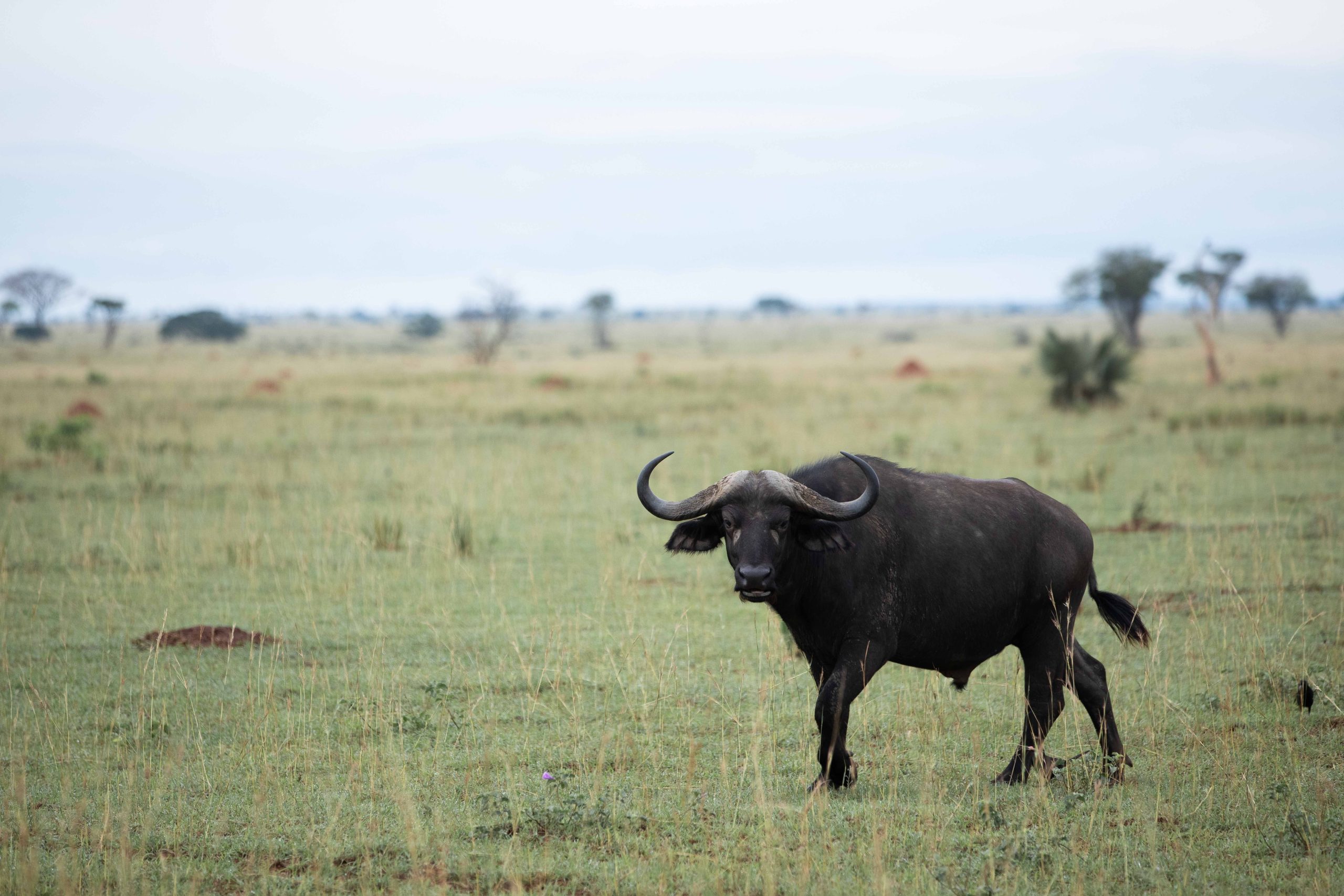 Uganda Kenya Safari