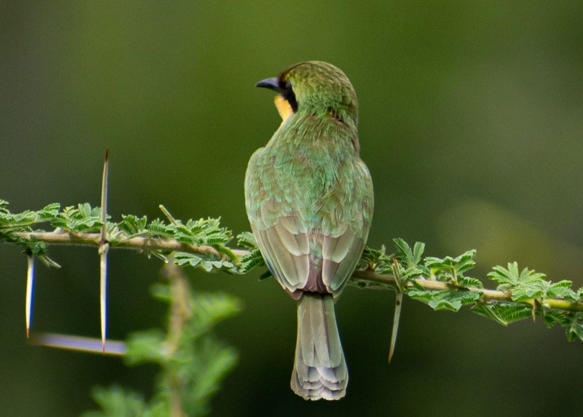 Bwindi Birding Safari