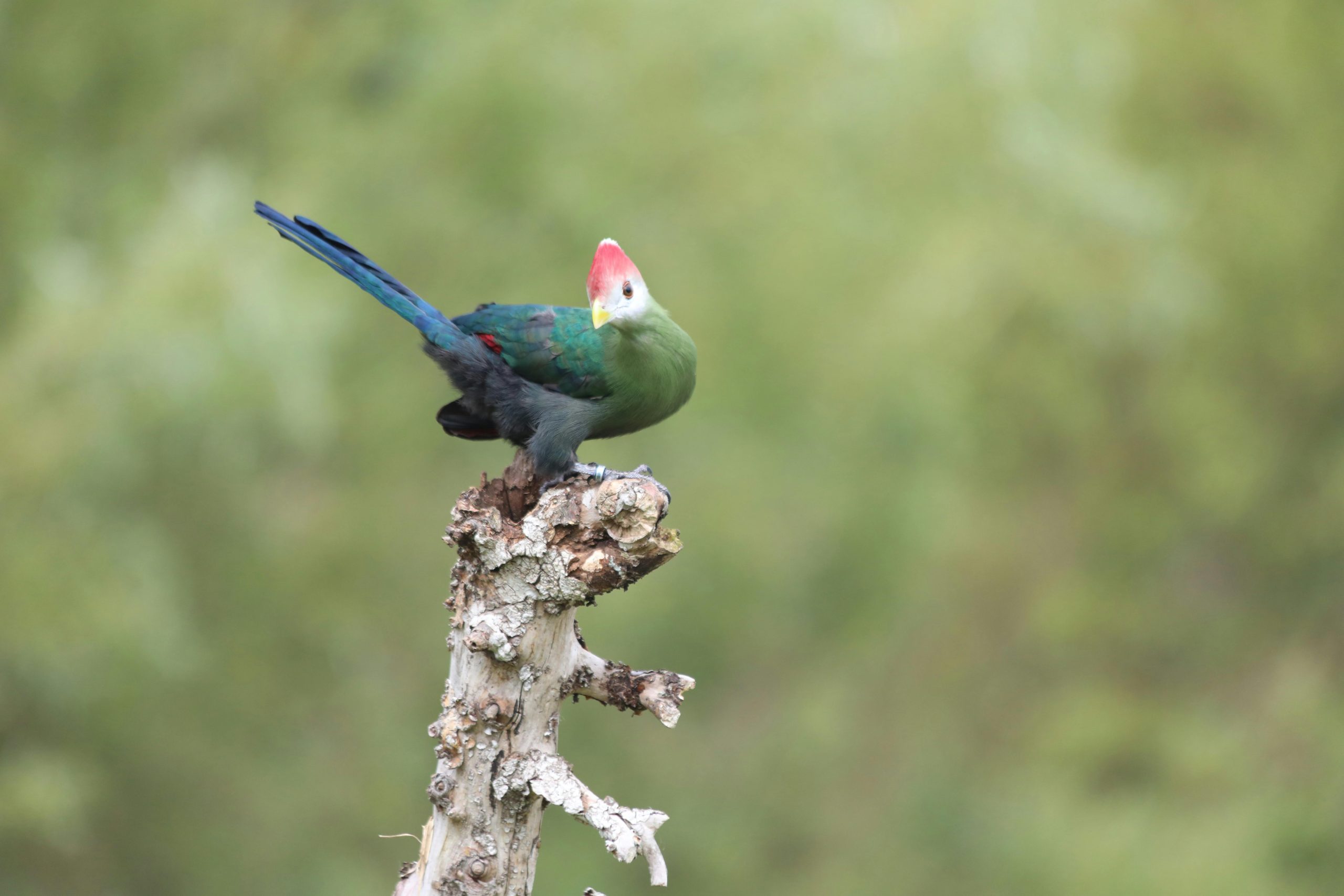 6 Days Birding Rwanda Uganda Tour