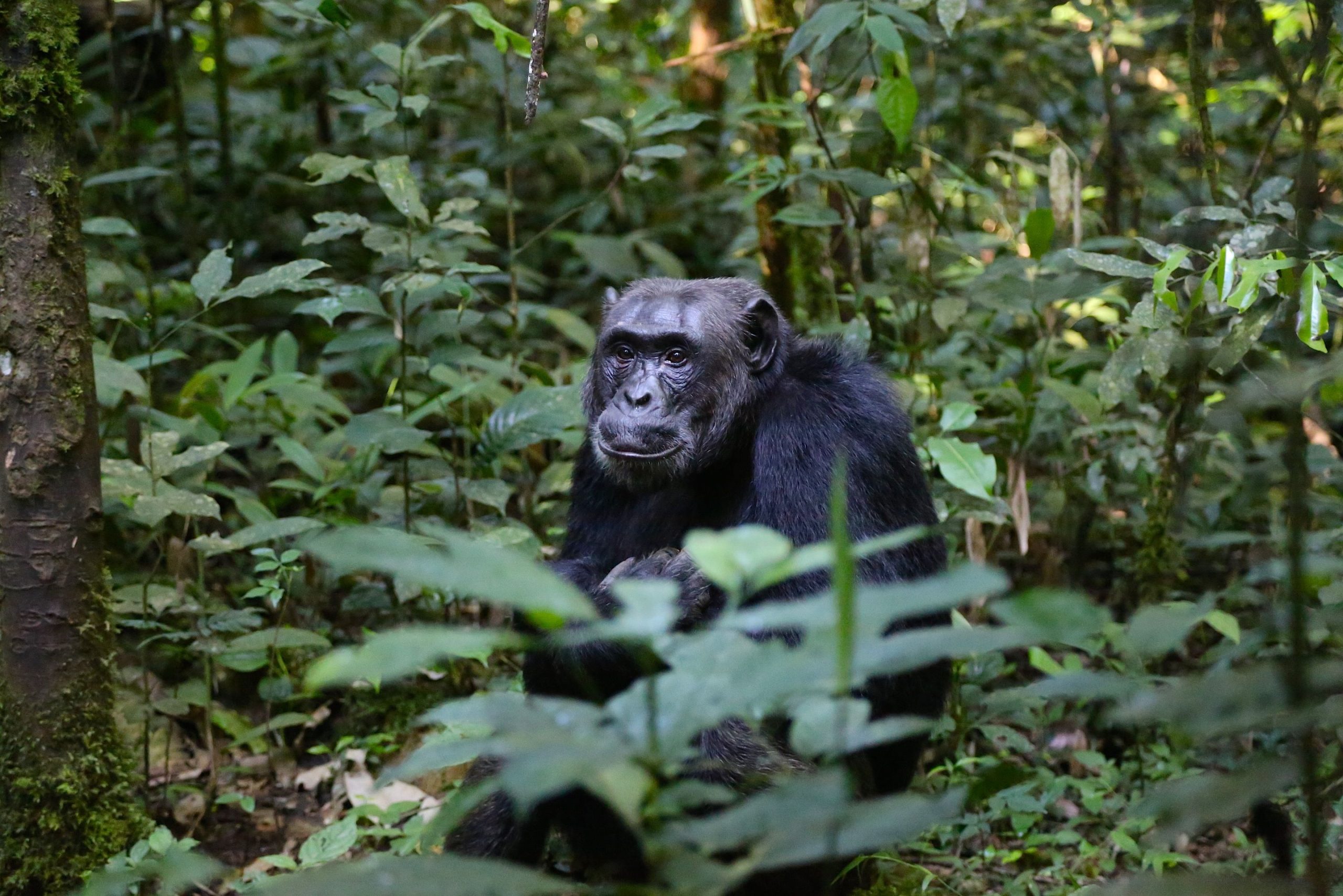 6 Days Uganda Rwanda Safari
