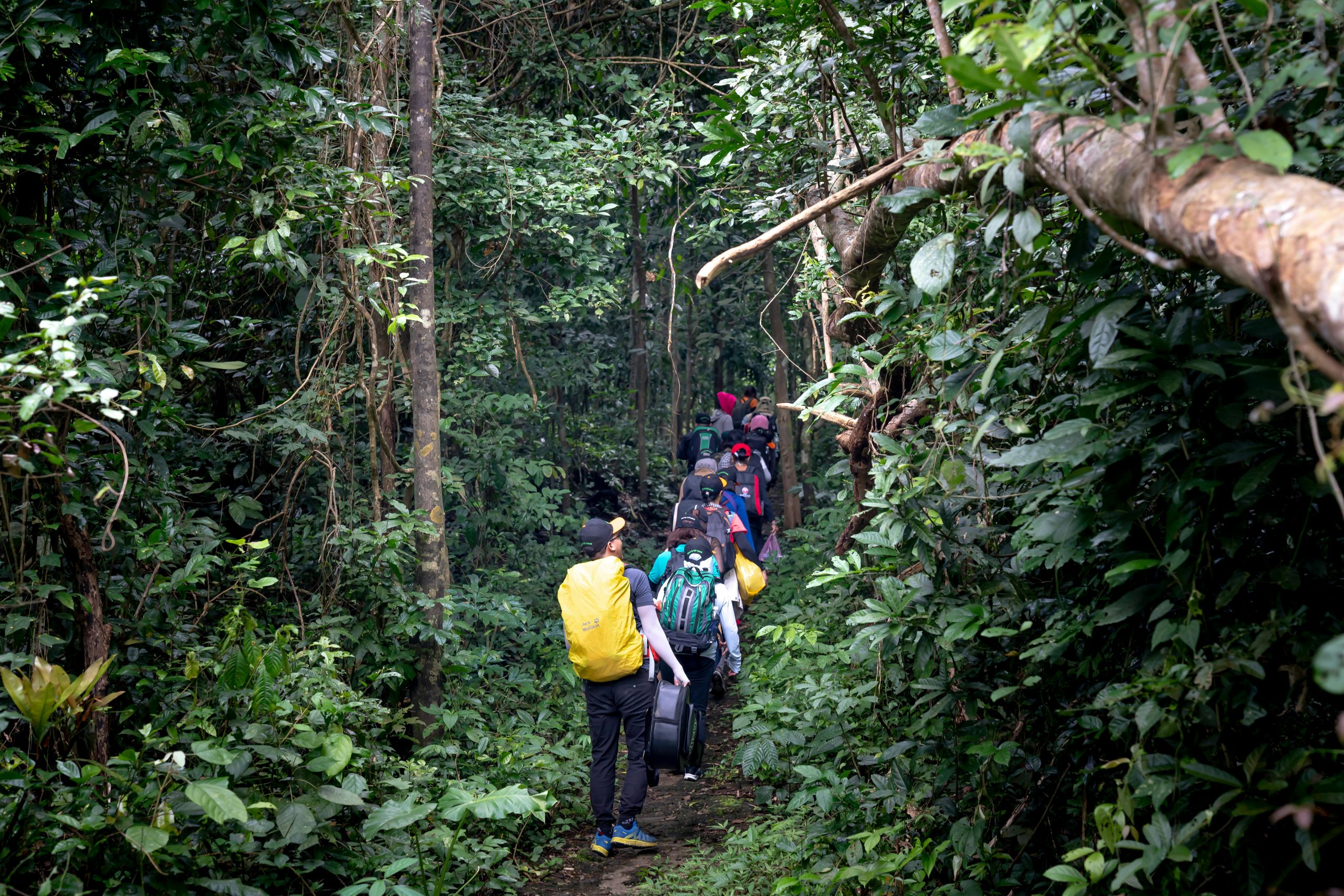 Nyungwe Forest Trails