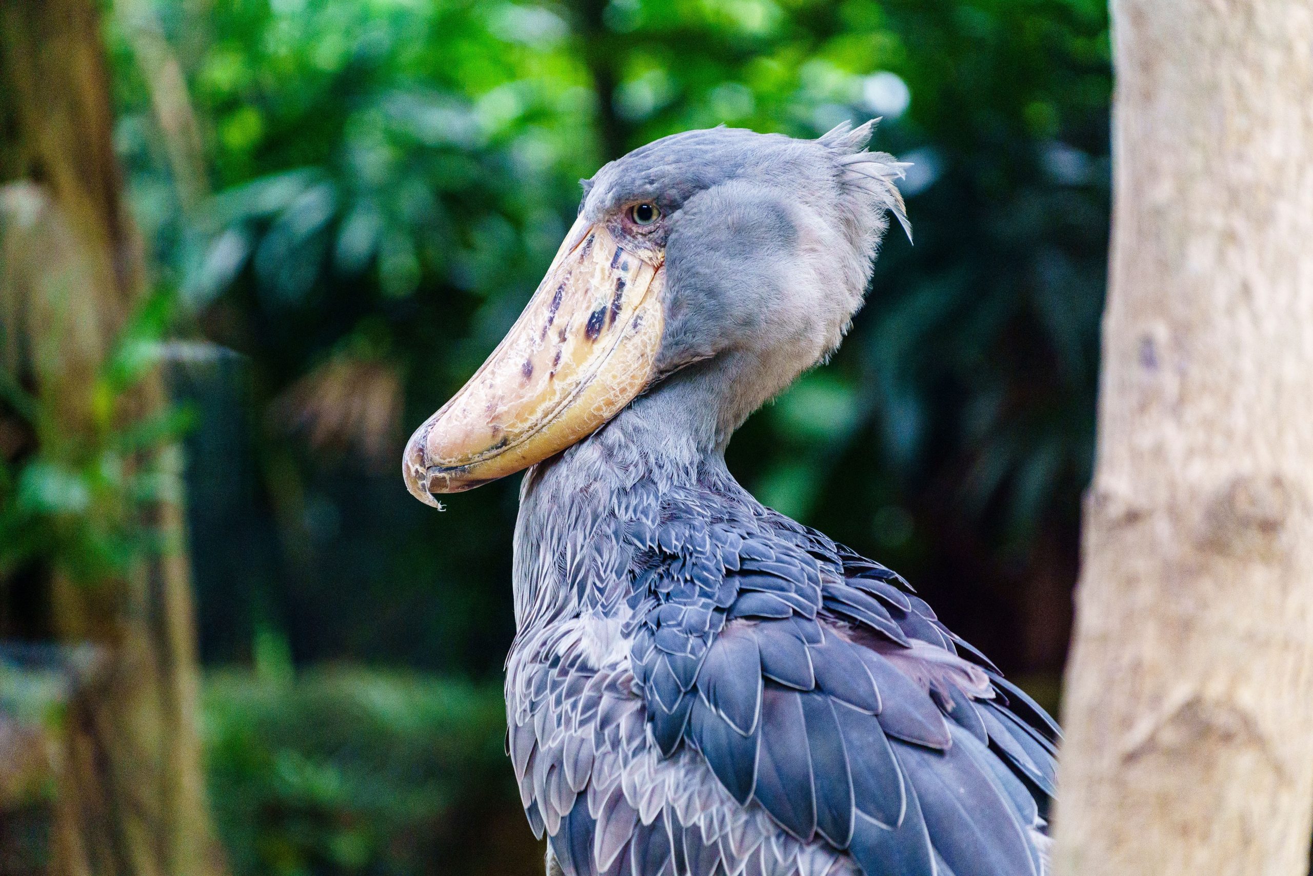 Shoebill Stork Birding Tour