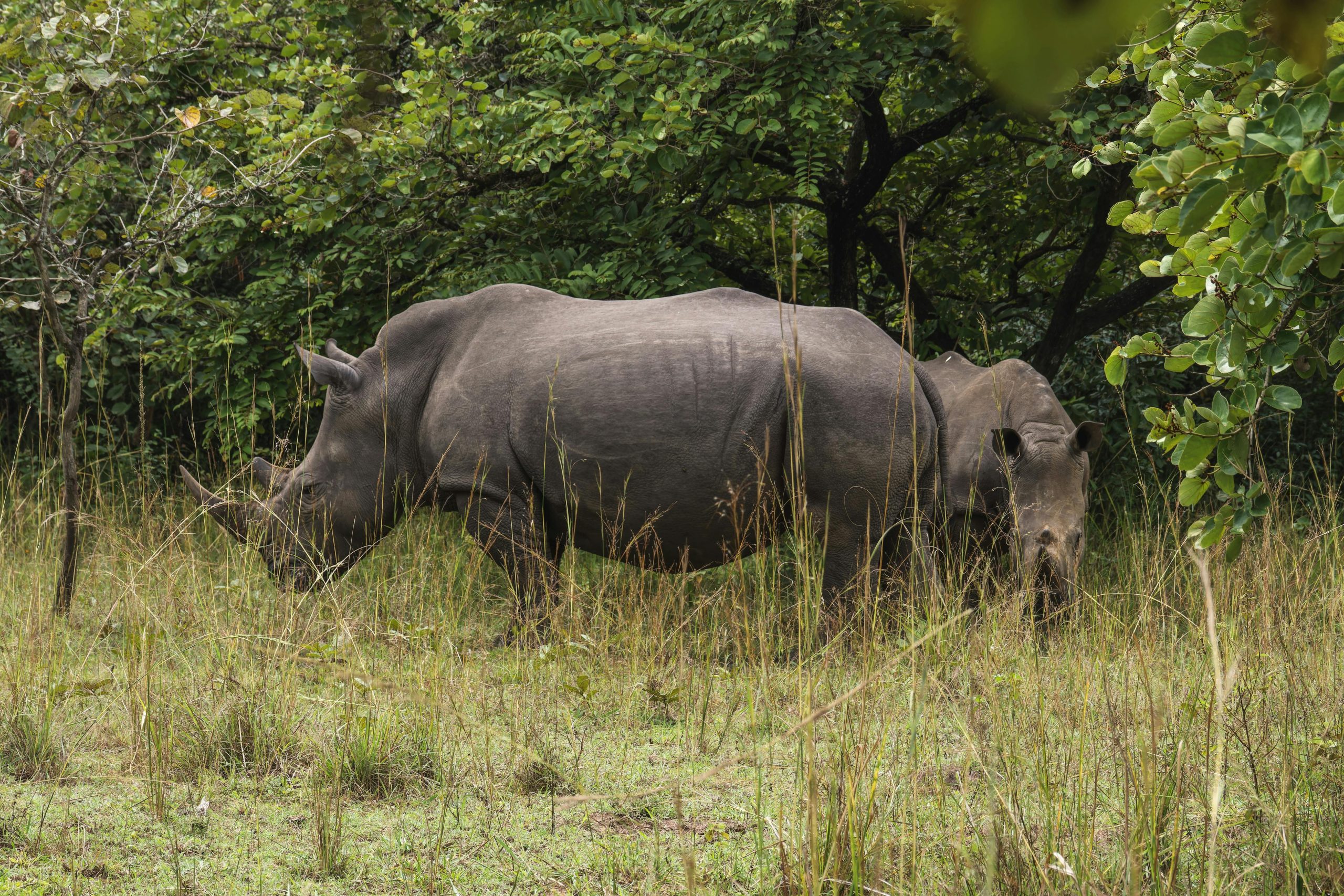 Ziwa Rhino Sanctuary Wildlife Experience