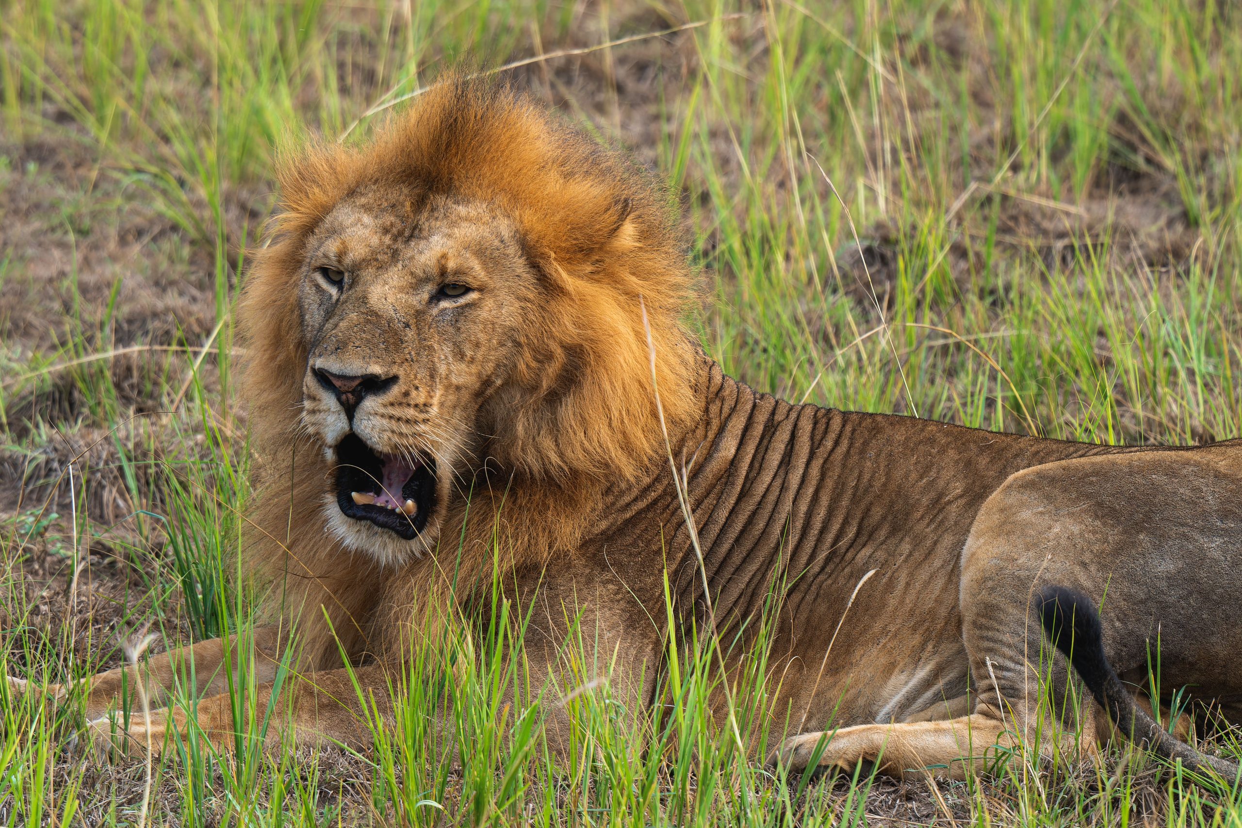 9 Days Birding Rwanda Tour