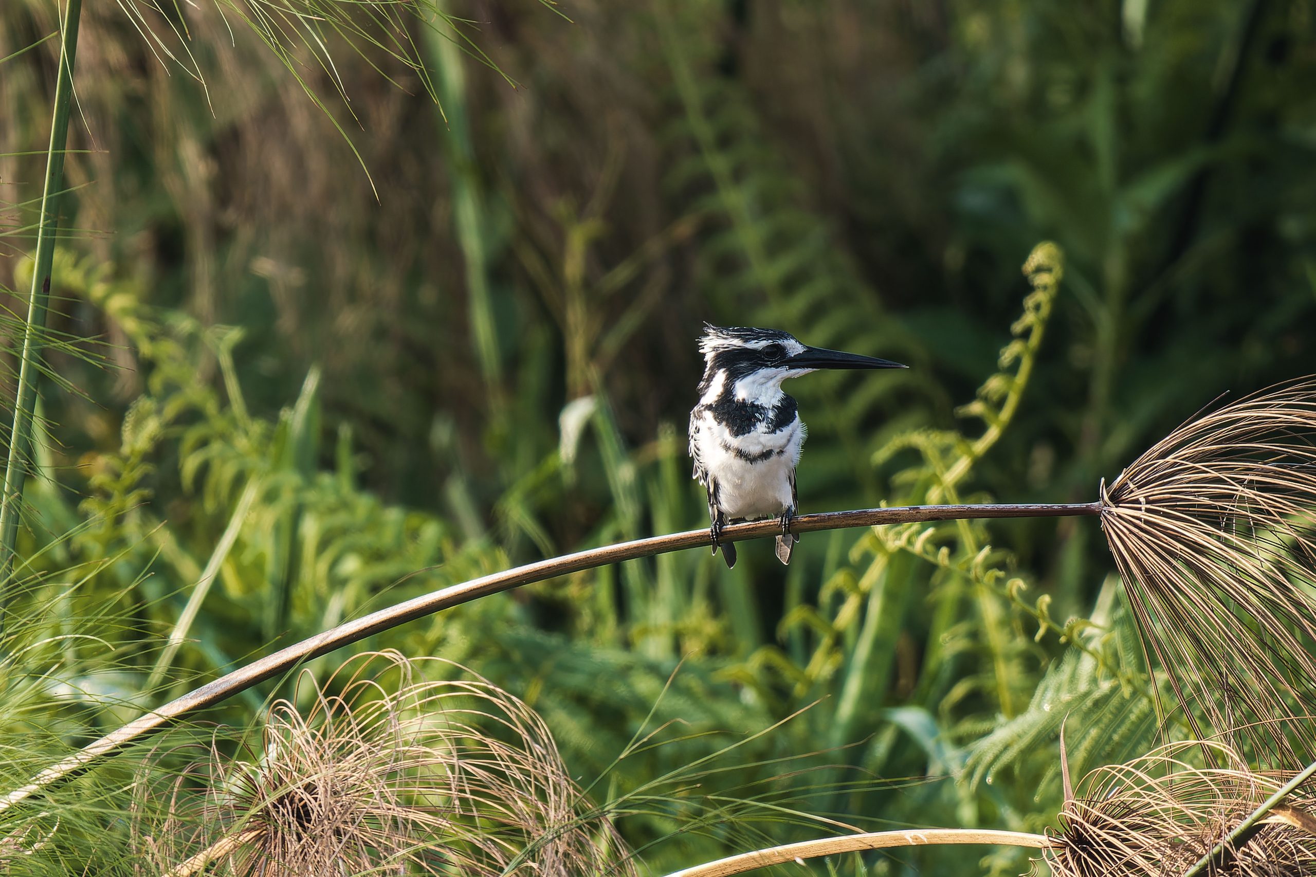 Birding Tour Safari in Uganda