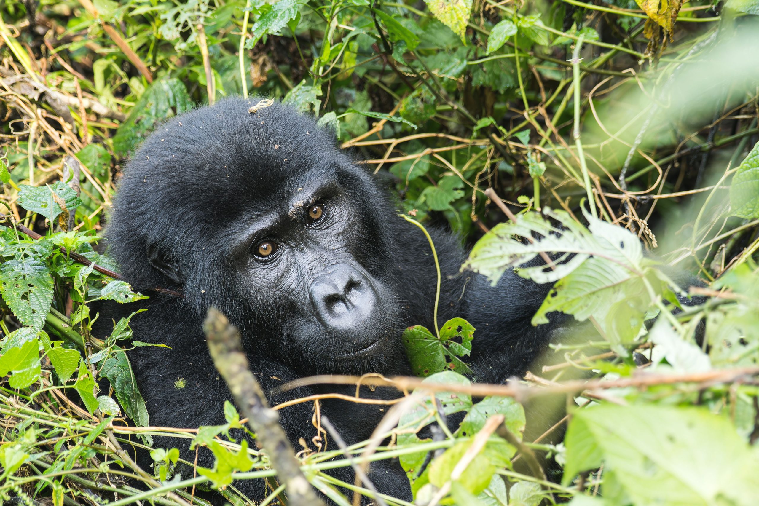 8 Days Gorilla Trekking Rwanda