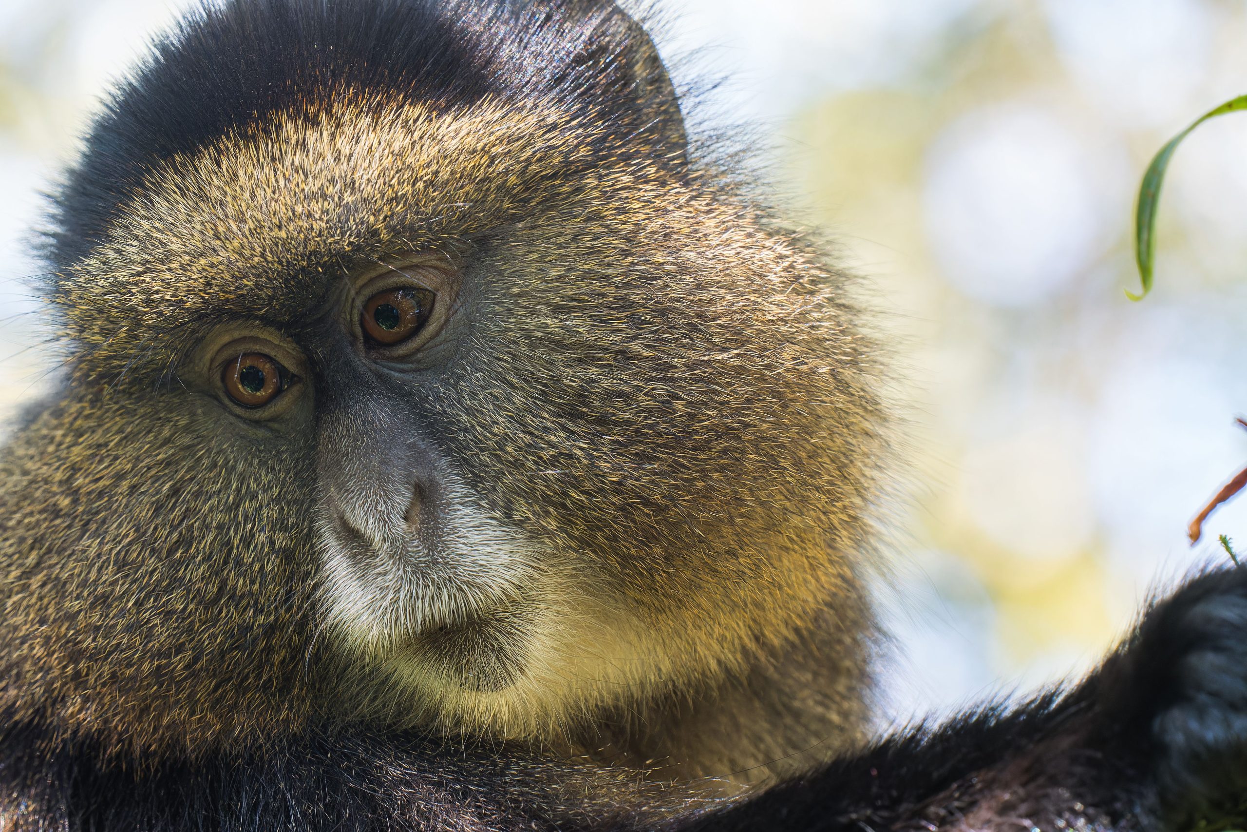 10 Days Rwanda Primates Safari
