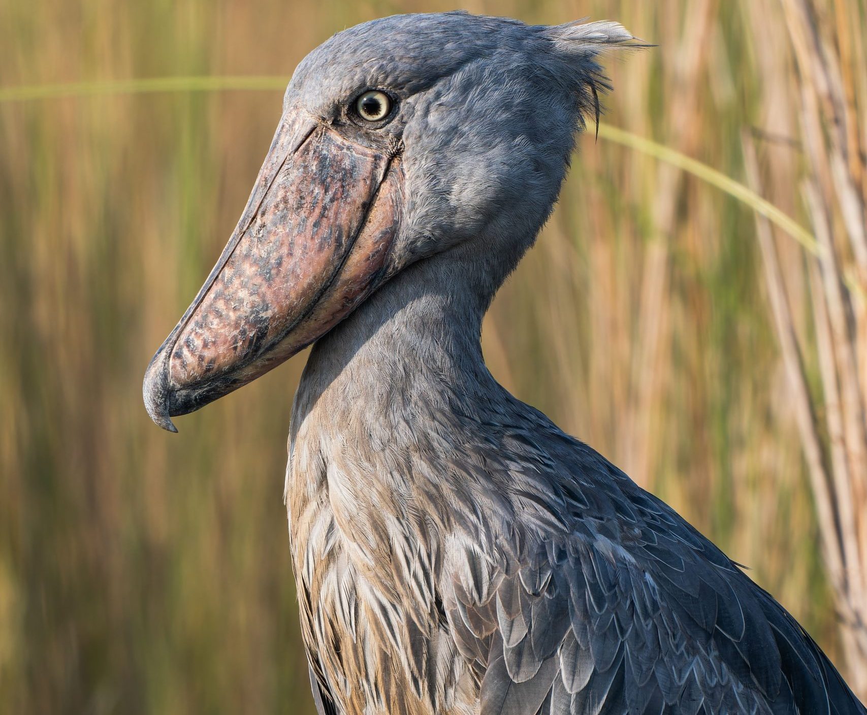 Mabamba Shoebill Birding Safari