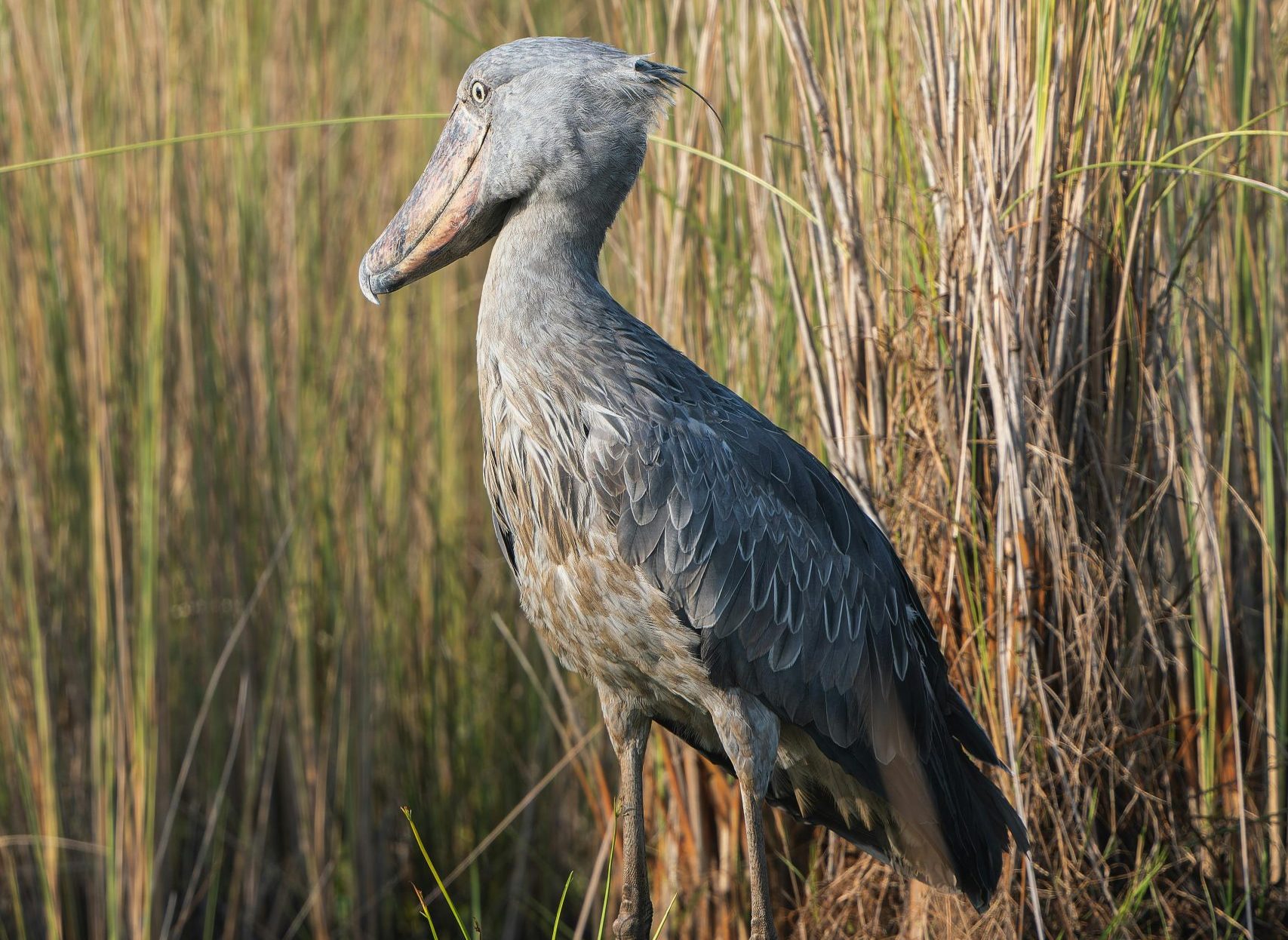 10 Days Birding Uganda Rwanda Shoebill and Gorillas