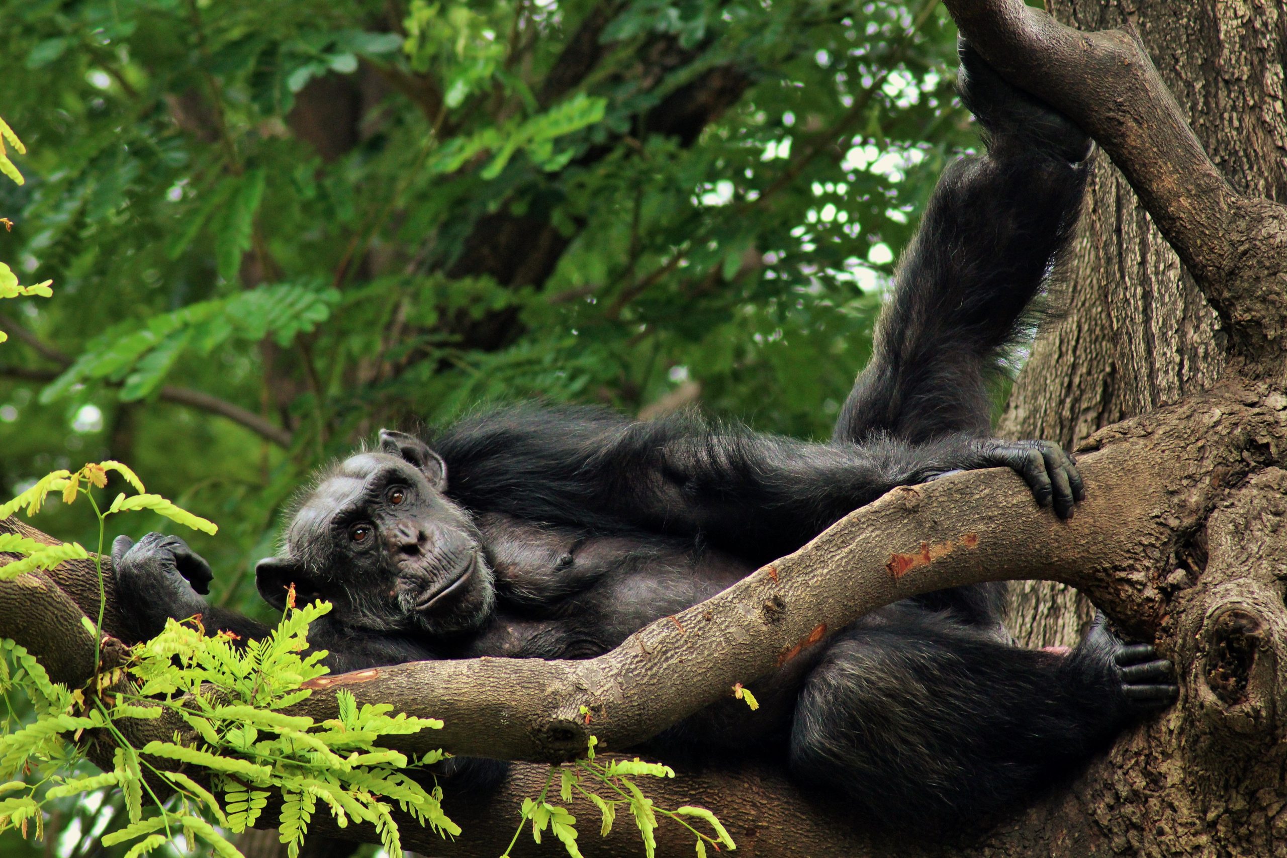 Kalinzu vs Kibale Chimpanzee Tracking